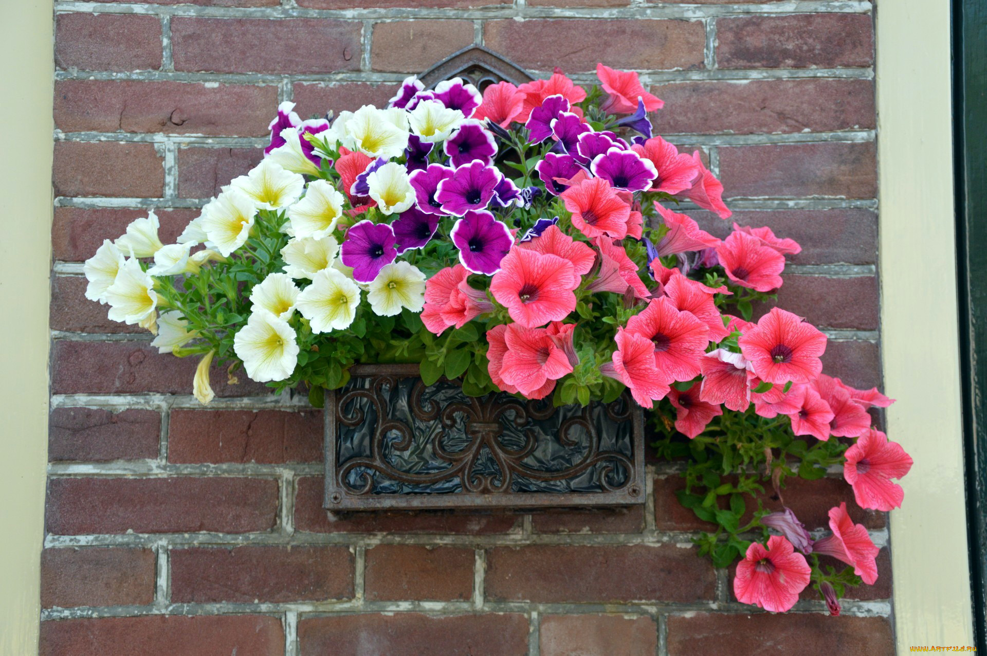 цветы, петунии, , калибрахоа, сурфиния