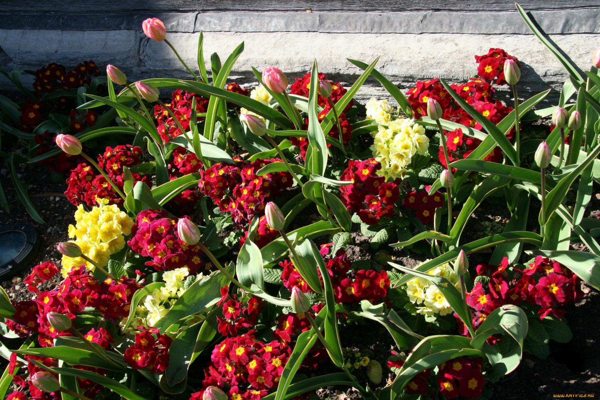 цветы, разные, вместе, тюльпаны, бутоны, примула