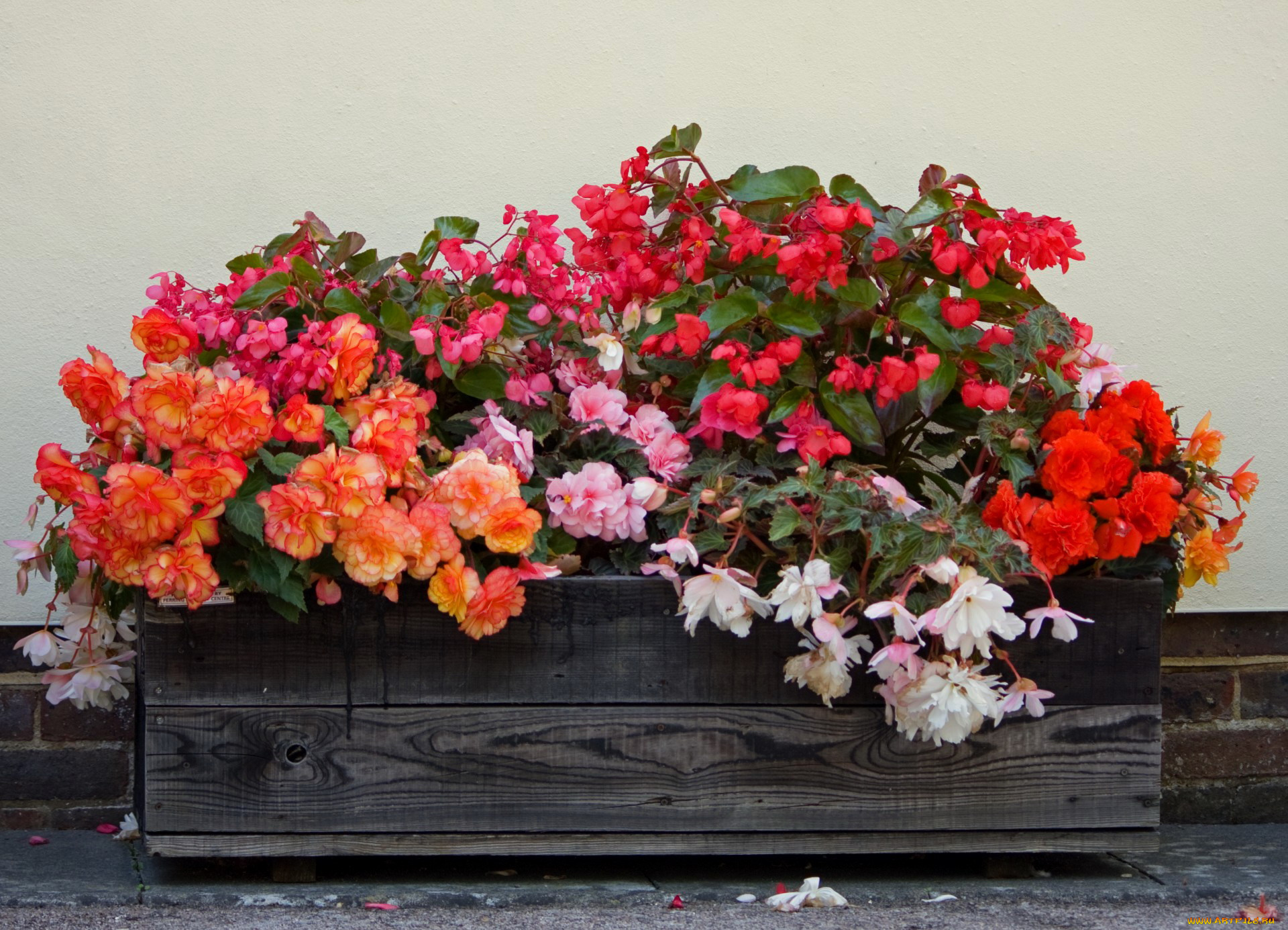 цветы, бегония, ассорти, ящик