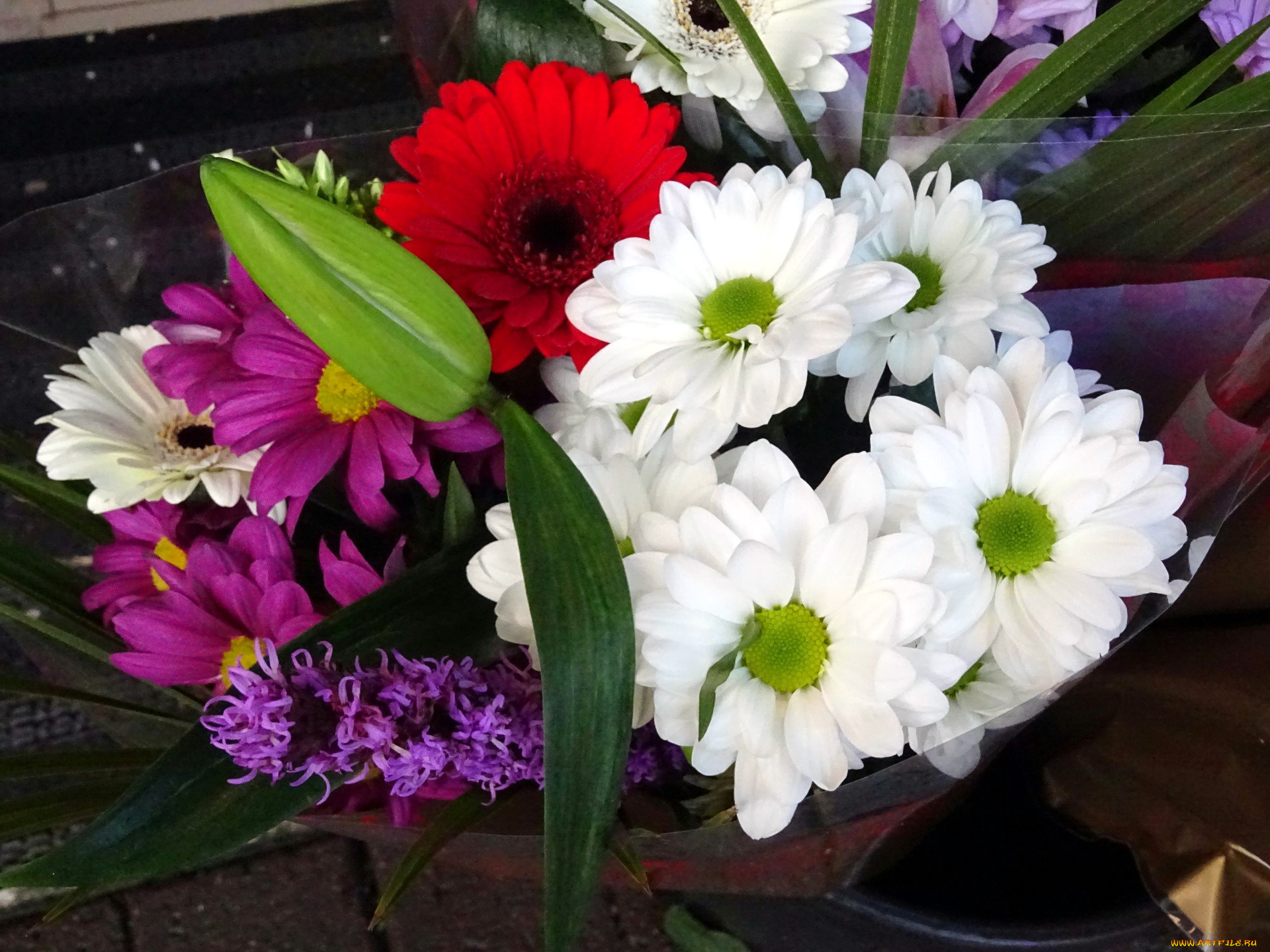 цветы, разные, вместе, герберы