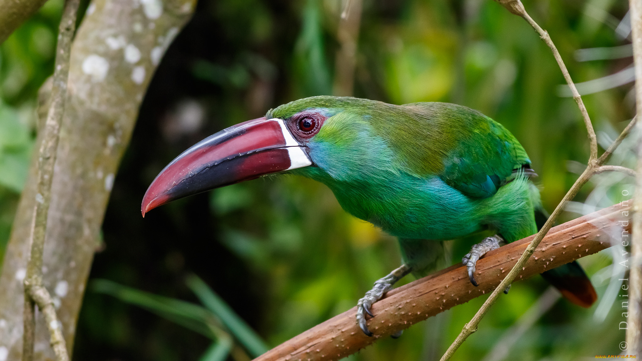 животные, туканы, тукан