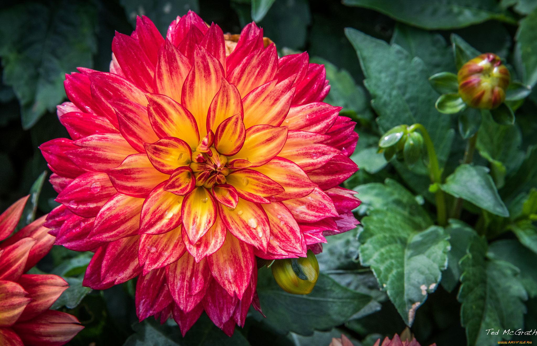 цветы, георгины, георгин, лепестки, бутон, цветение