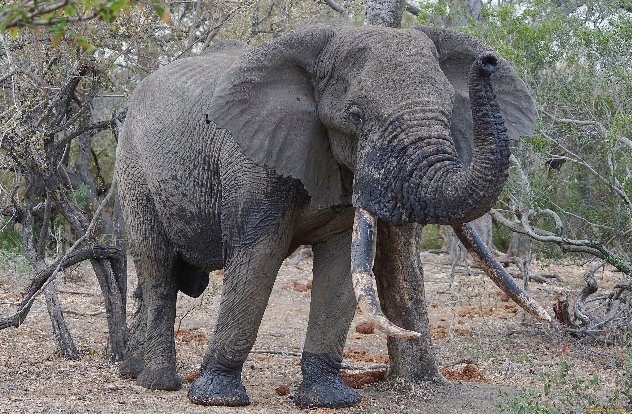 животные, слоны, саванна, африка