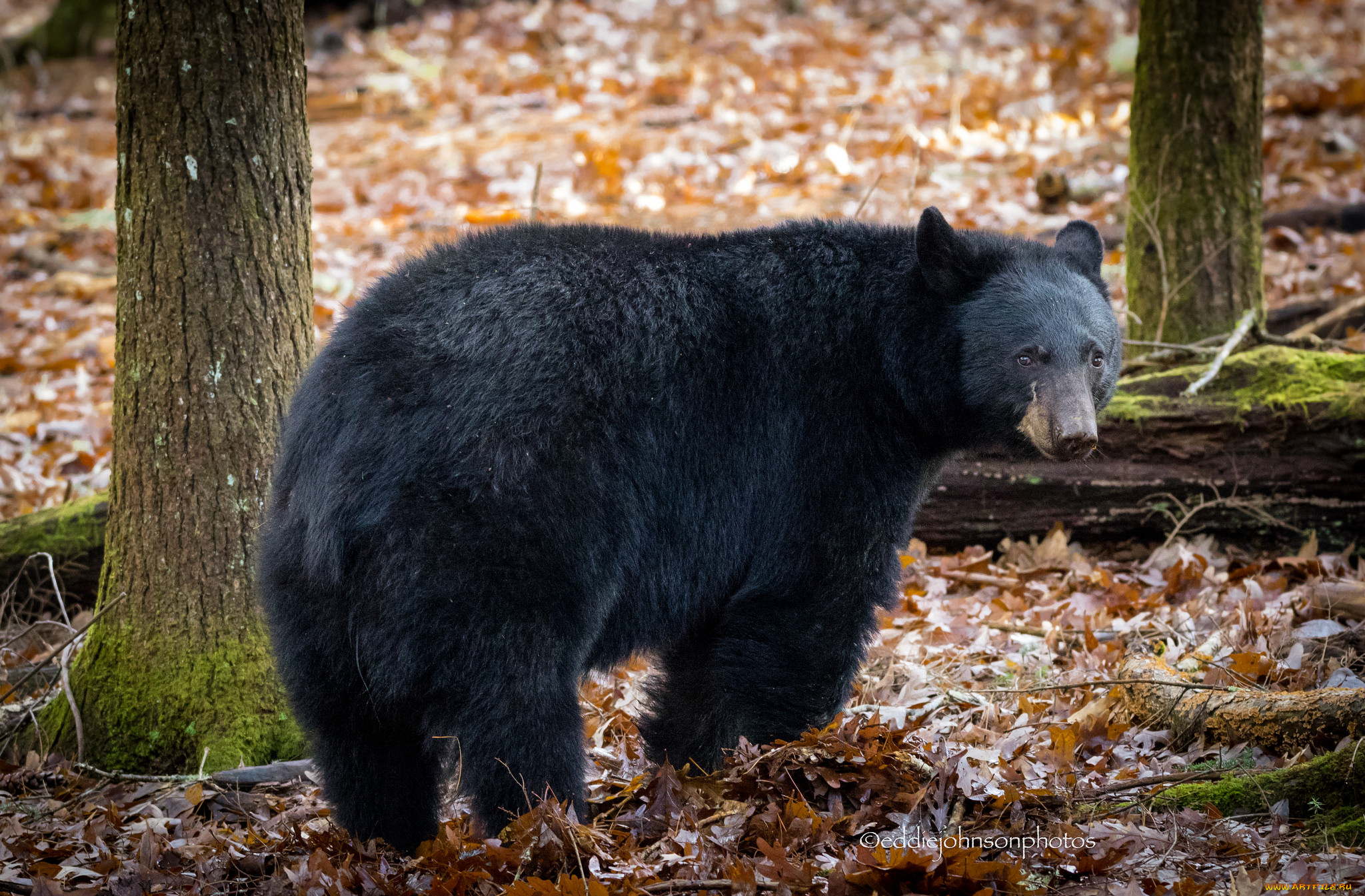 животные, медведи, большой, животное, медведь, шерсть, мишка