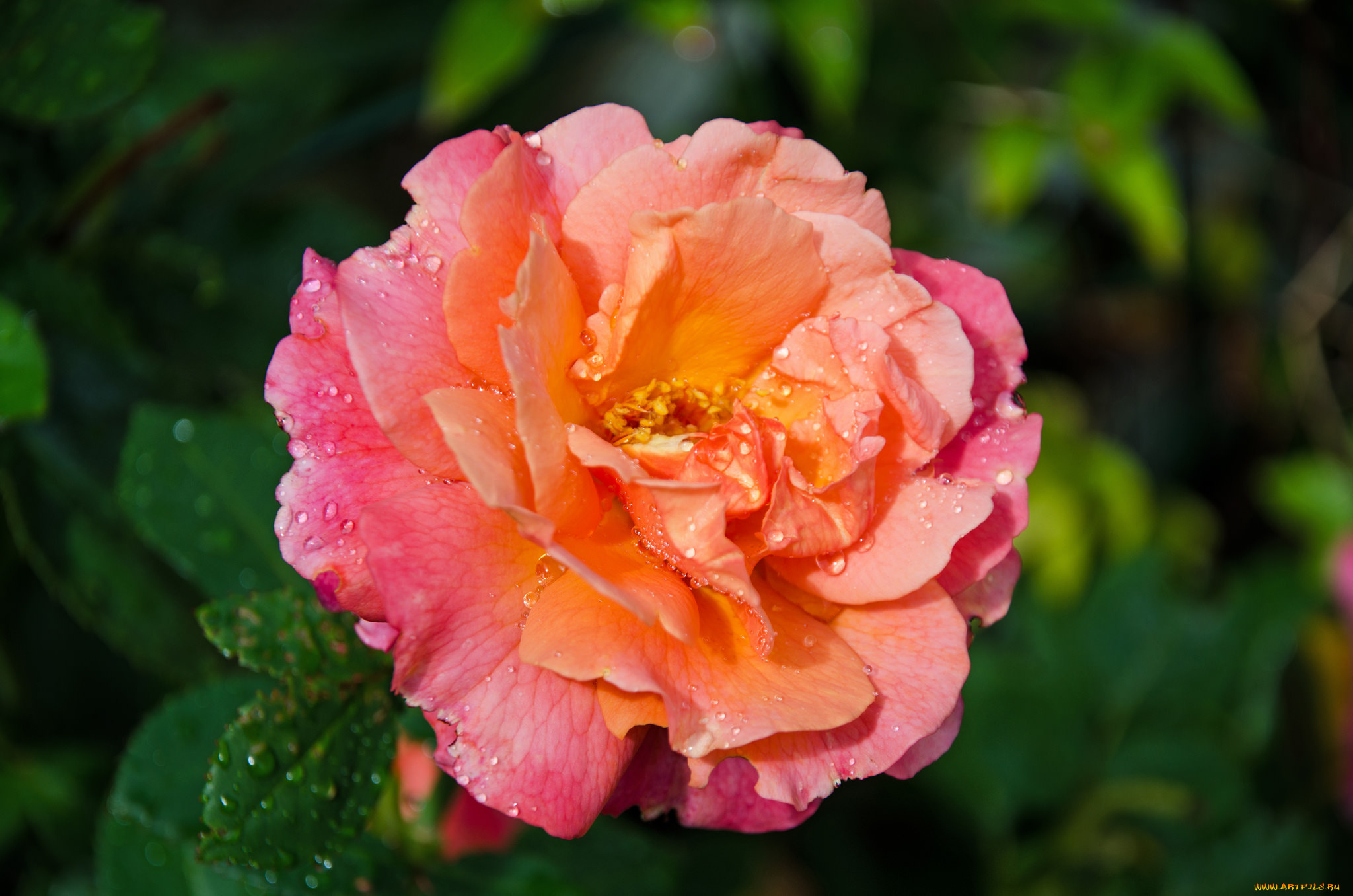 цветы, розы, роза