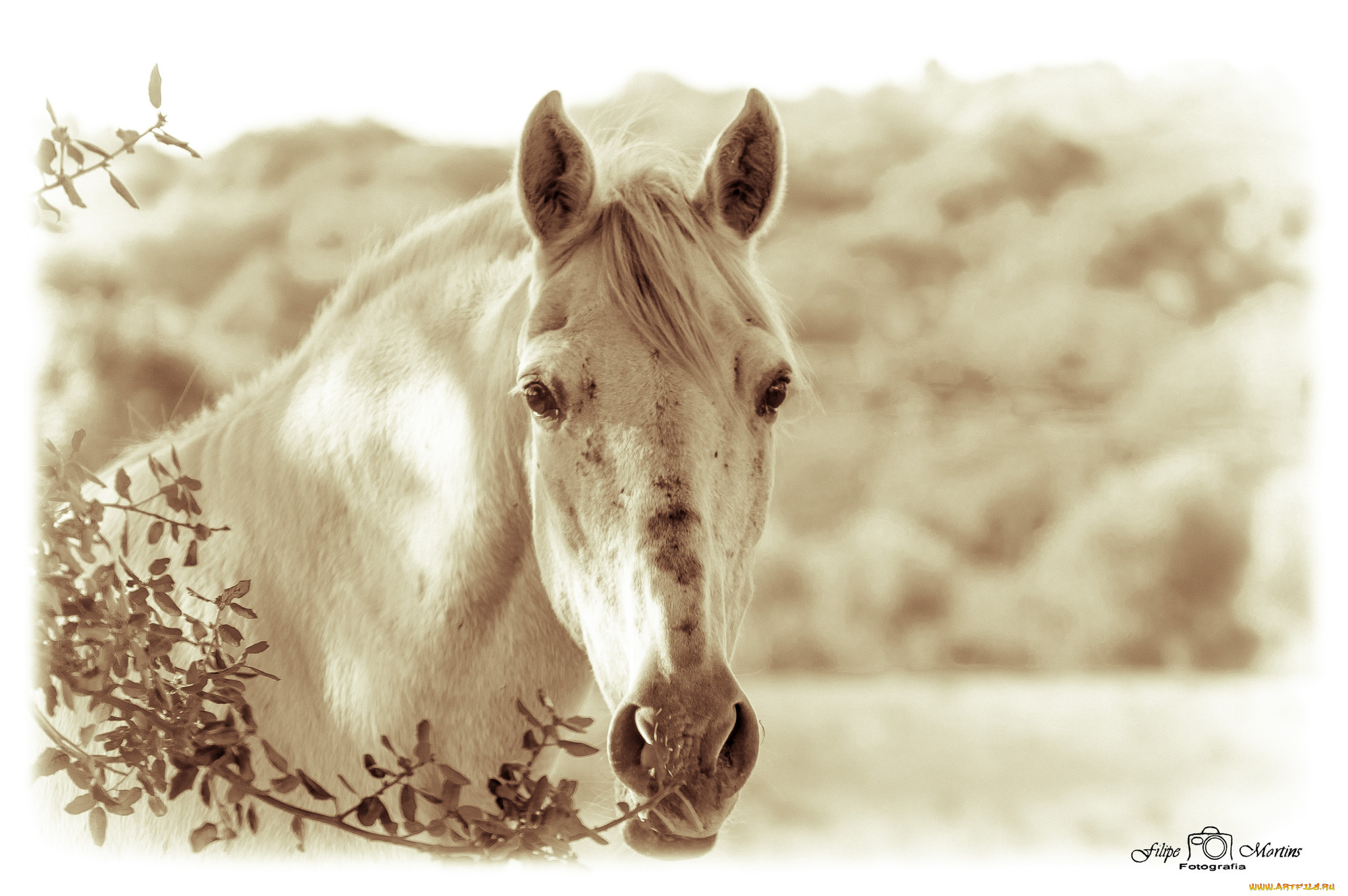 животные, лошади, лошадь