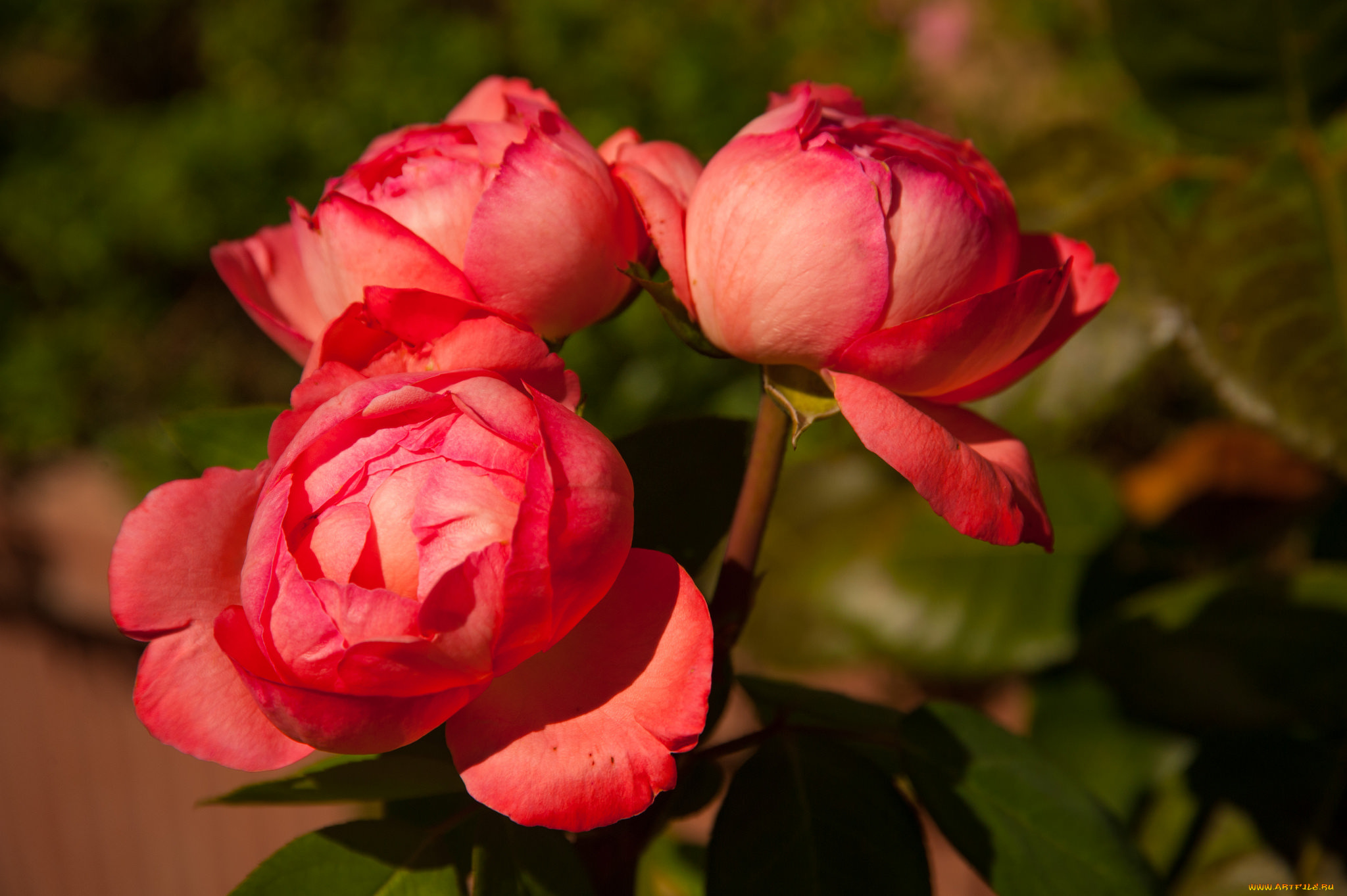 цветы, пионы, букет