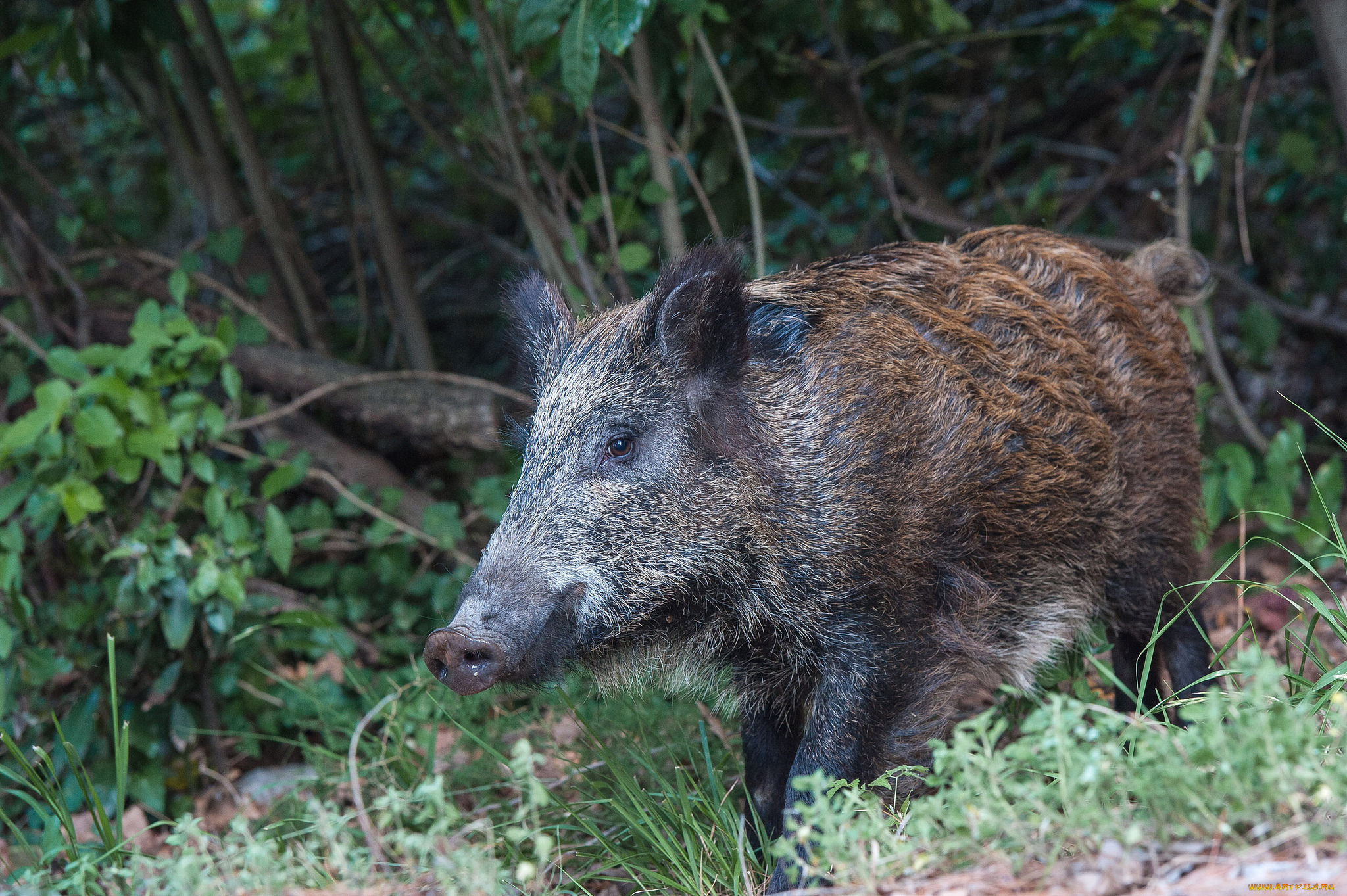 животные, свиньи, , кабаны, вепрь