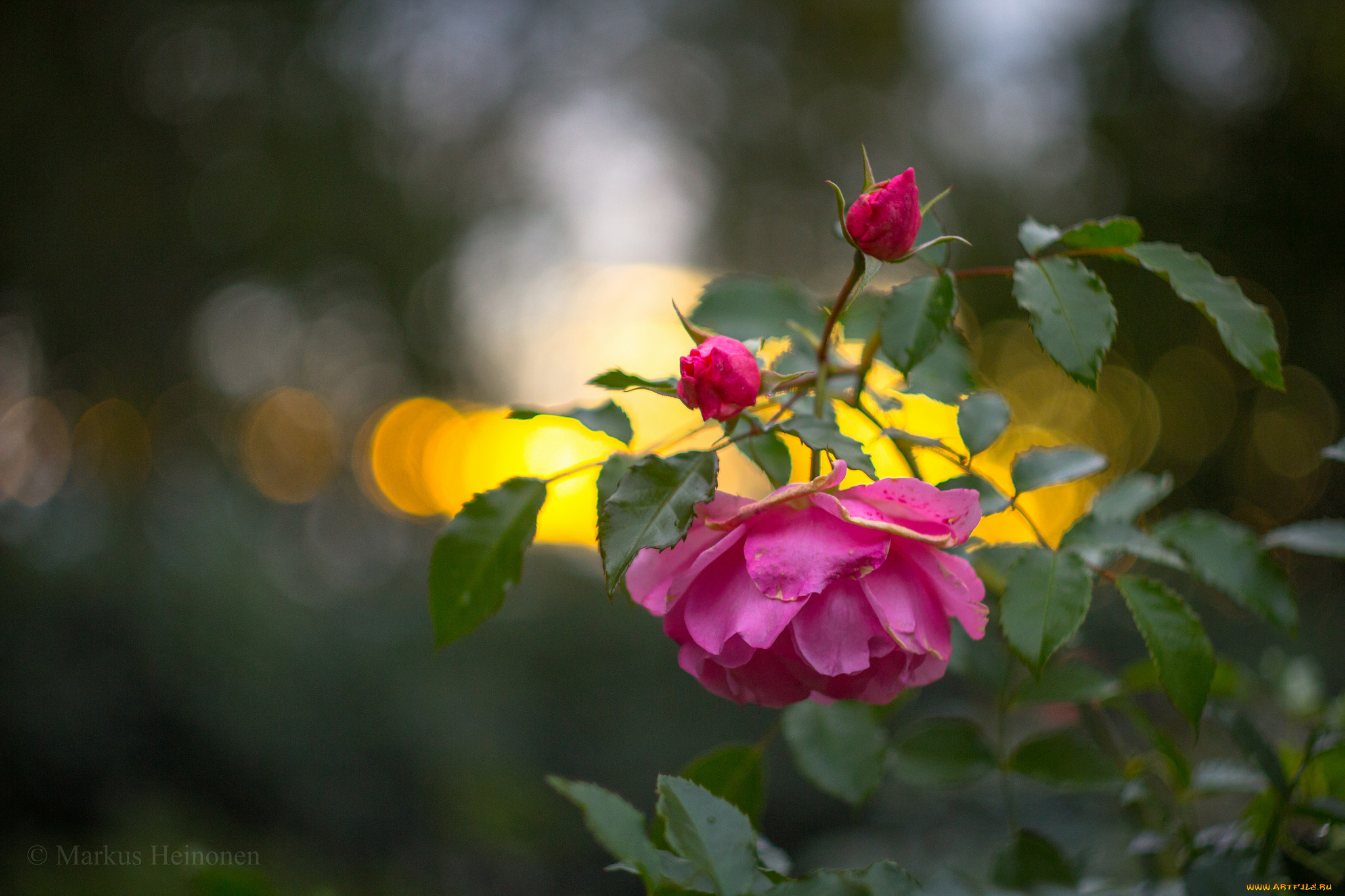 цветы, розы