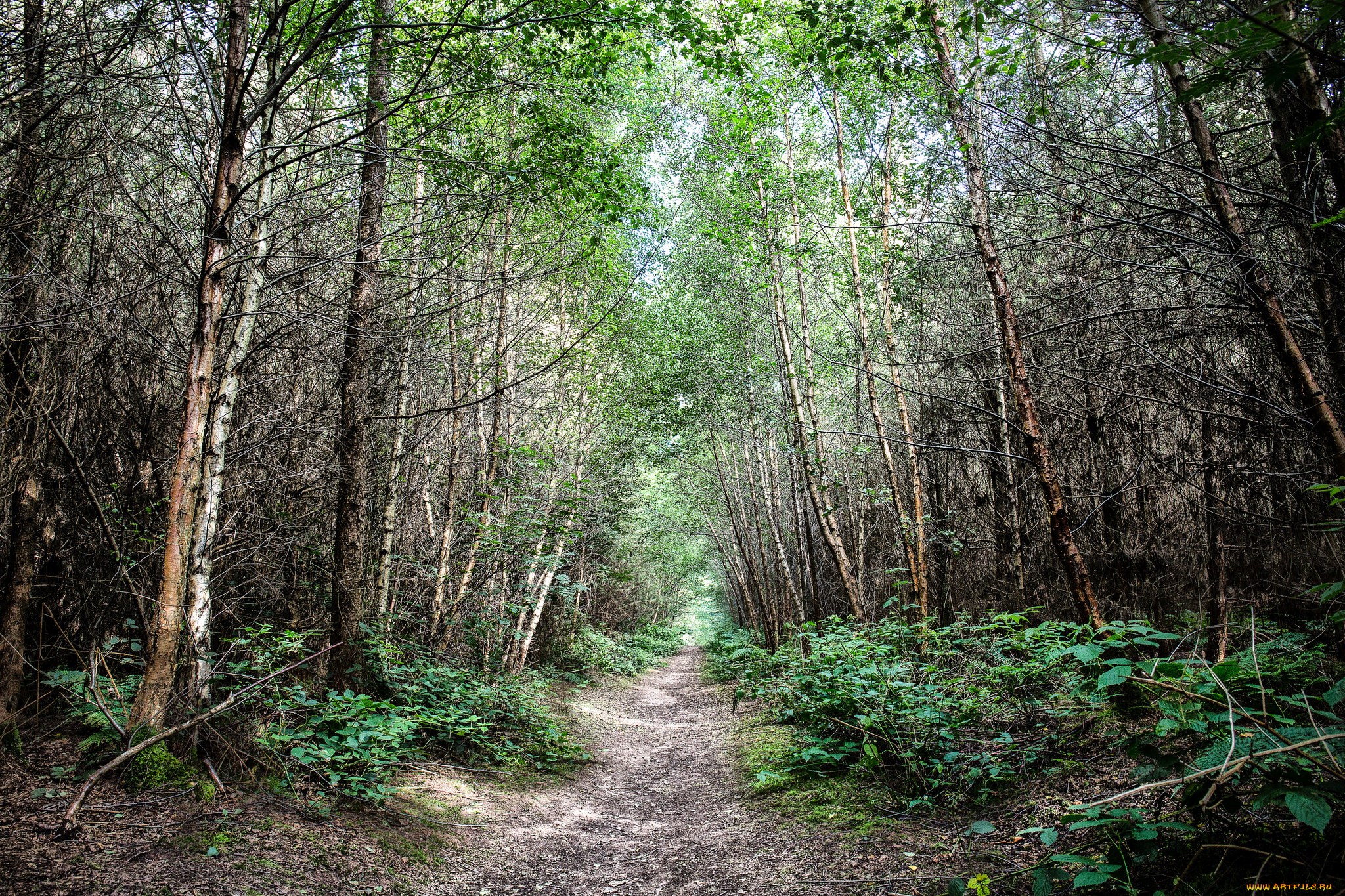 природа, лес, простор