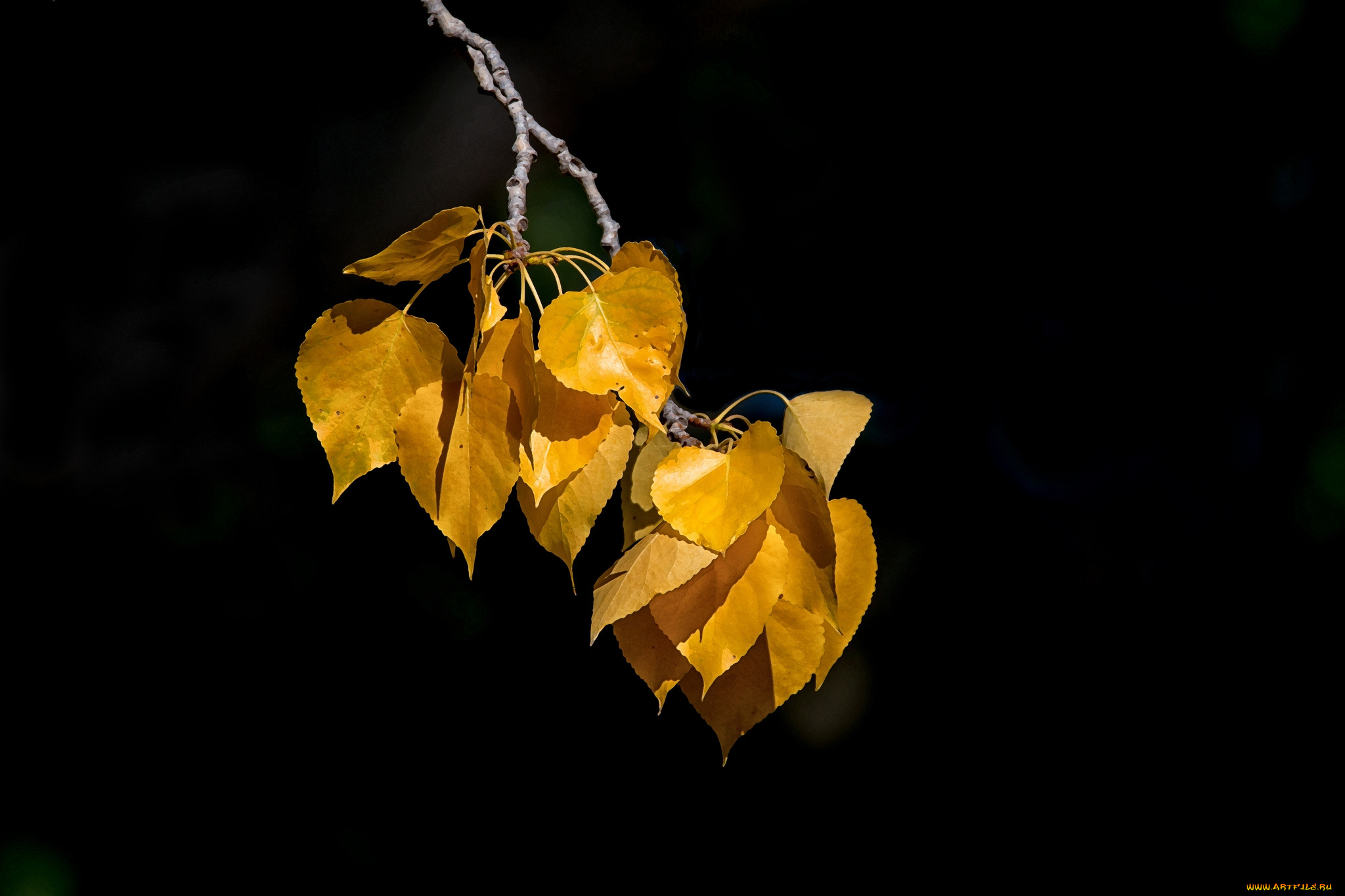 природа, листья, простор