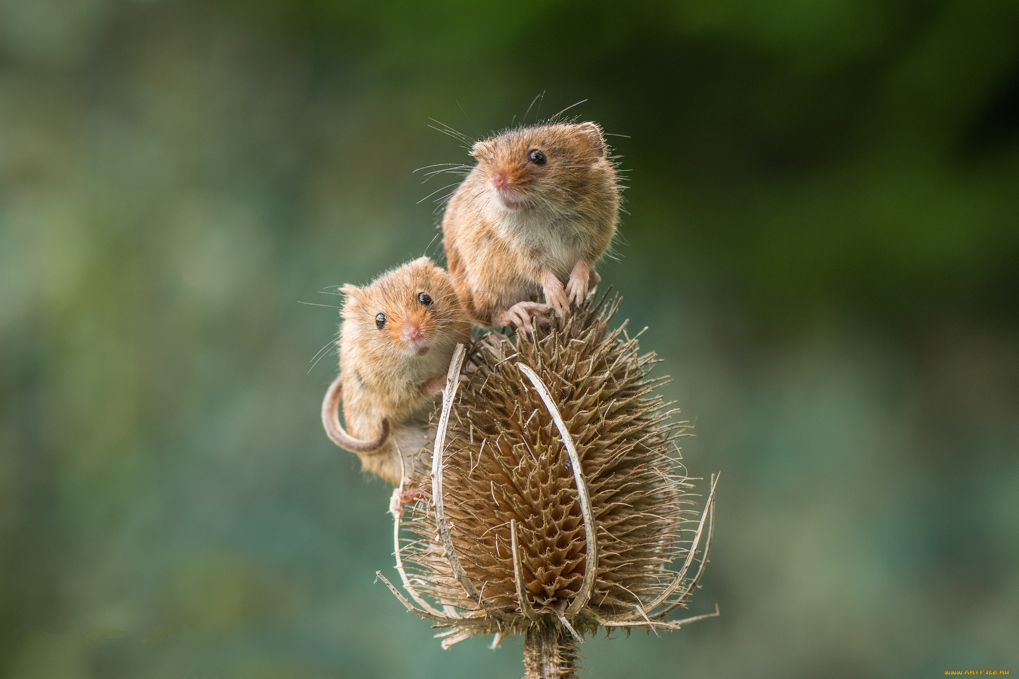 животные, крысы, , мыши, мышка
