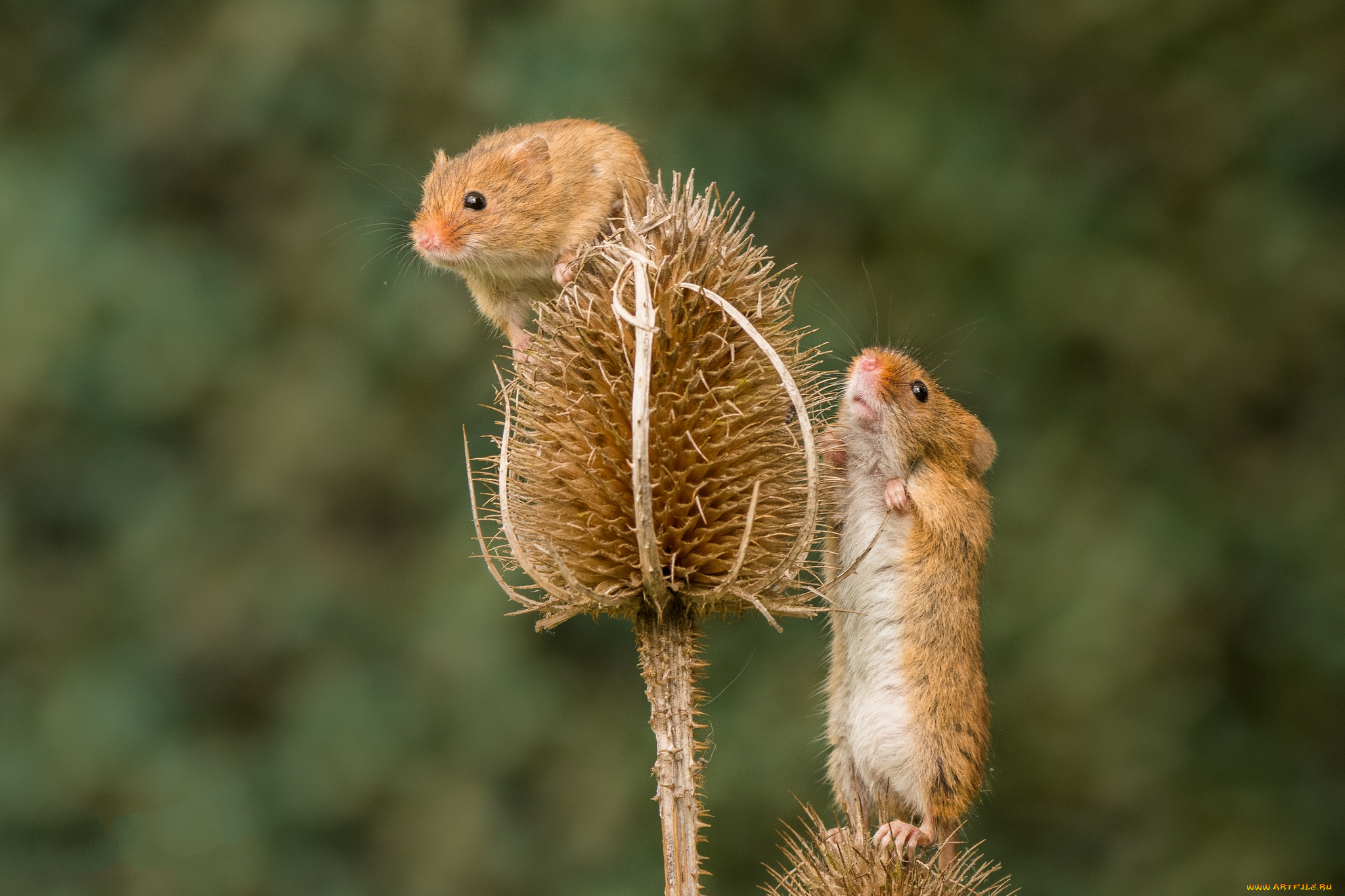 животные, крысы, , мыши, мышка
