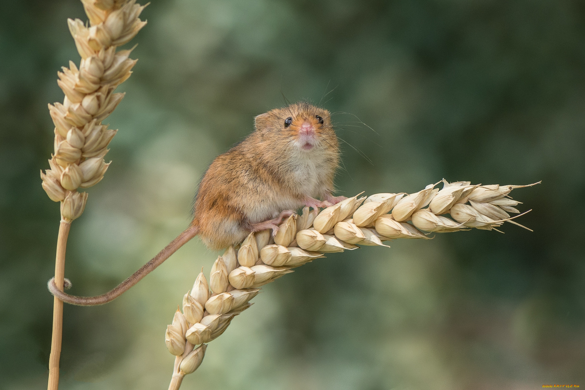 животные, крысы, , мыши, мышка