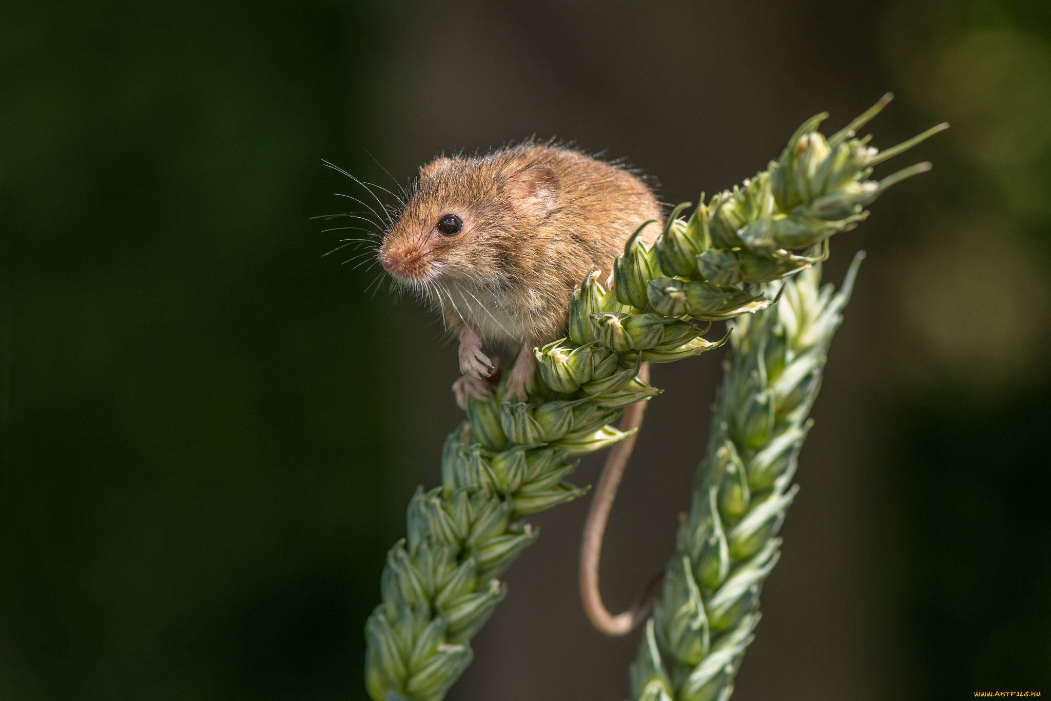 животные, крысы, , мыши, мышка
