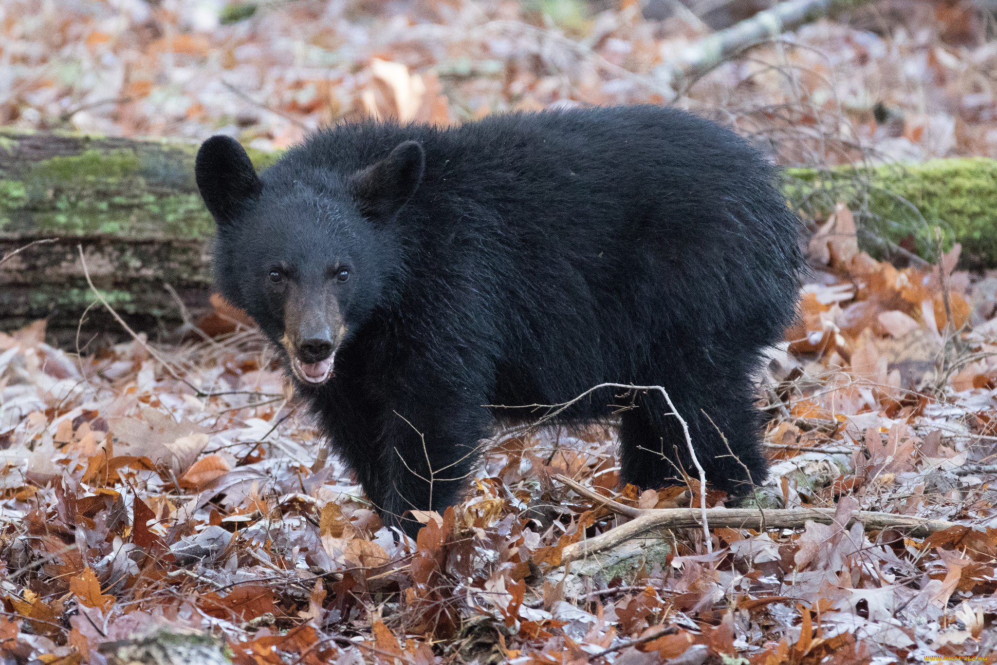 животные, медведи, мишка, медведь, животное, шерсть, большой