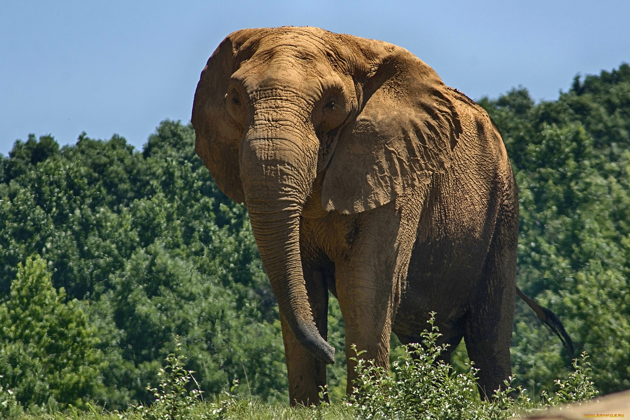 животные, слоны, саванна, африка