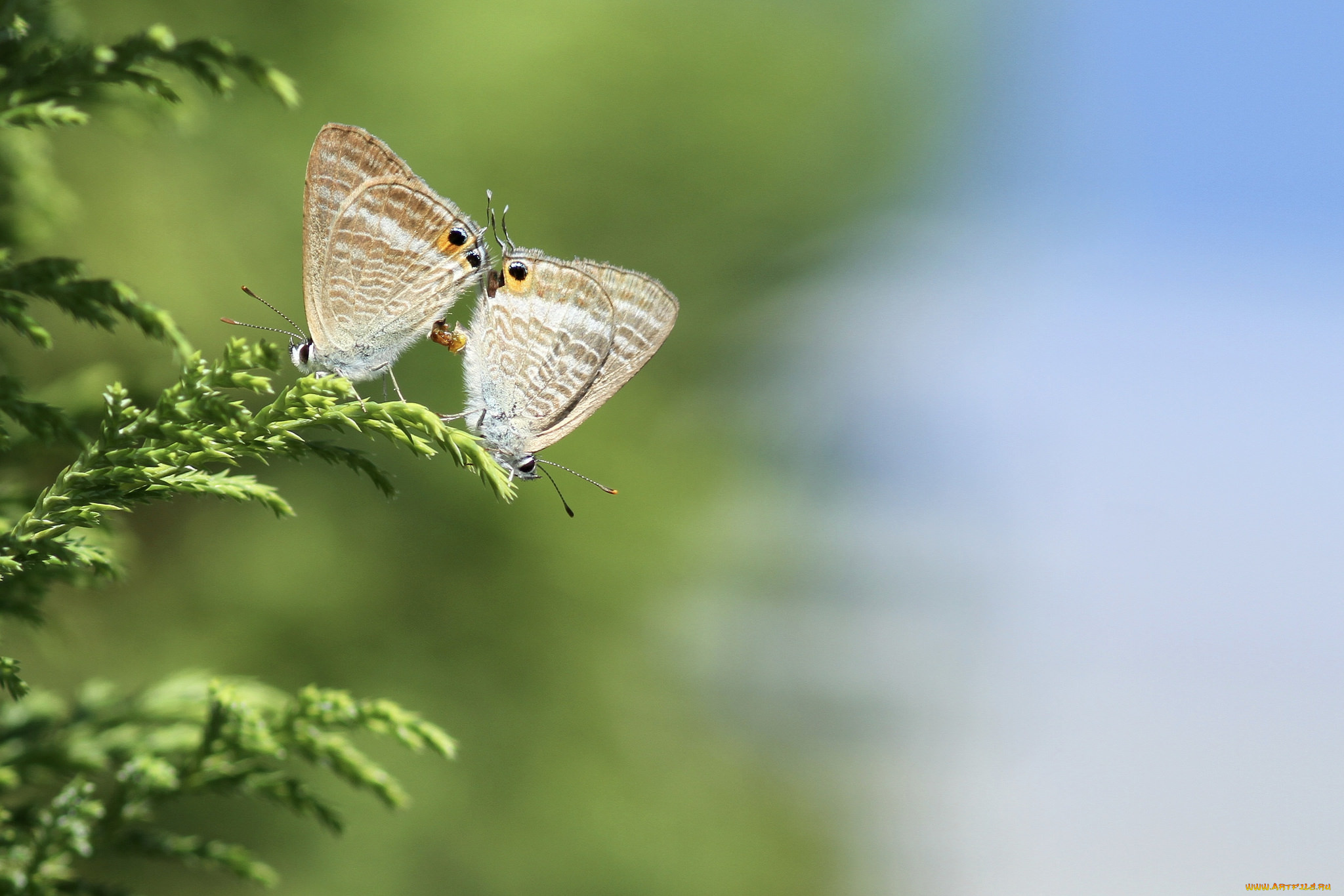 животные, бабочки, , мотыльки, , моли, пара, трава, макро, природа