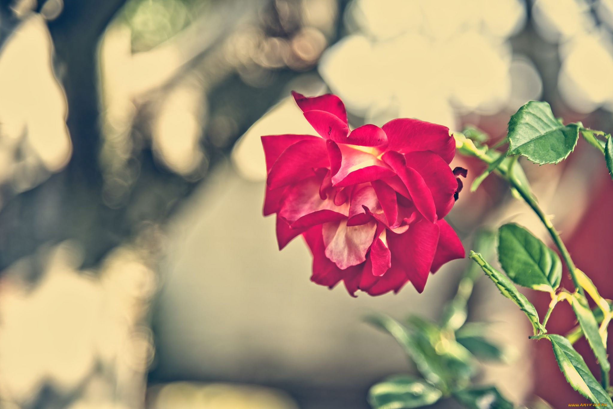 цветы, розы, роза