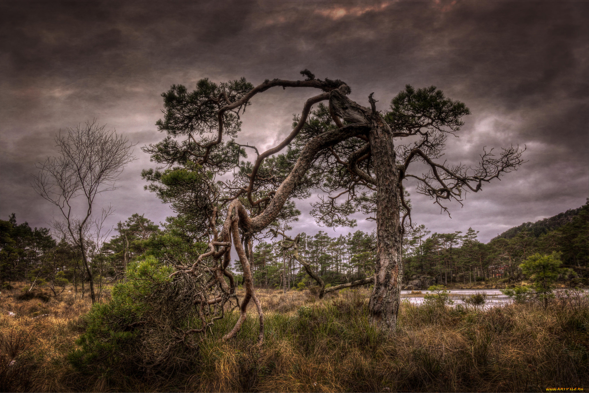 природа, деревья, простор