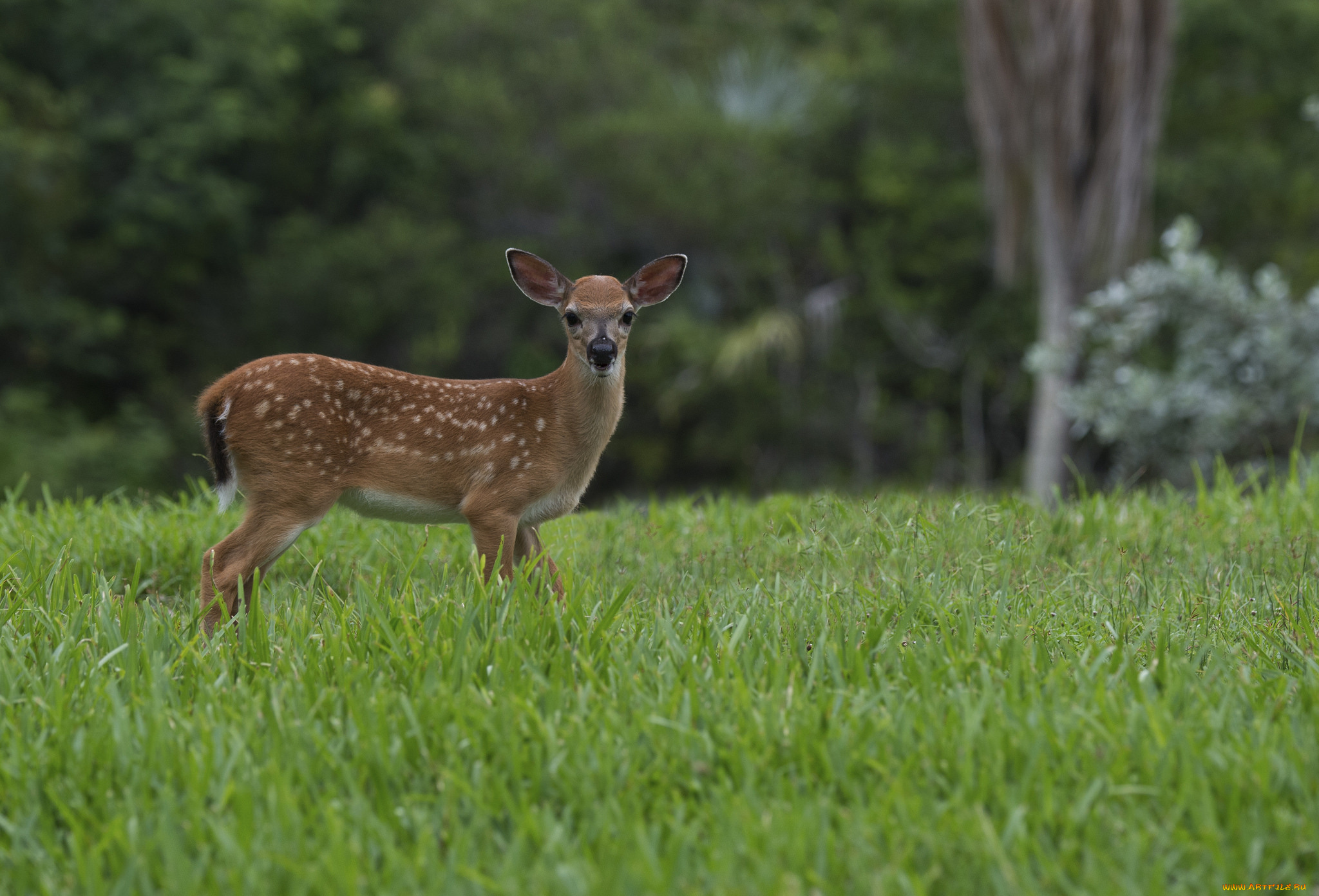 животные, олени, большой, трава, окрас, шерсть, природа, олень