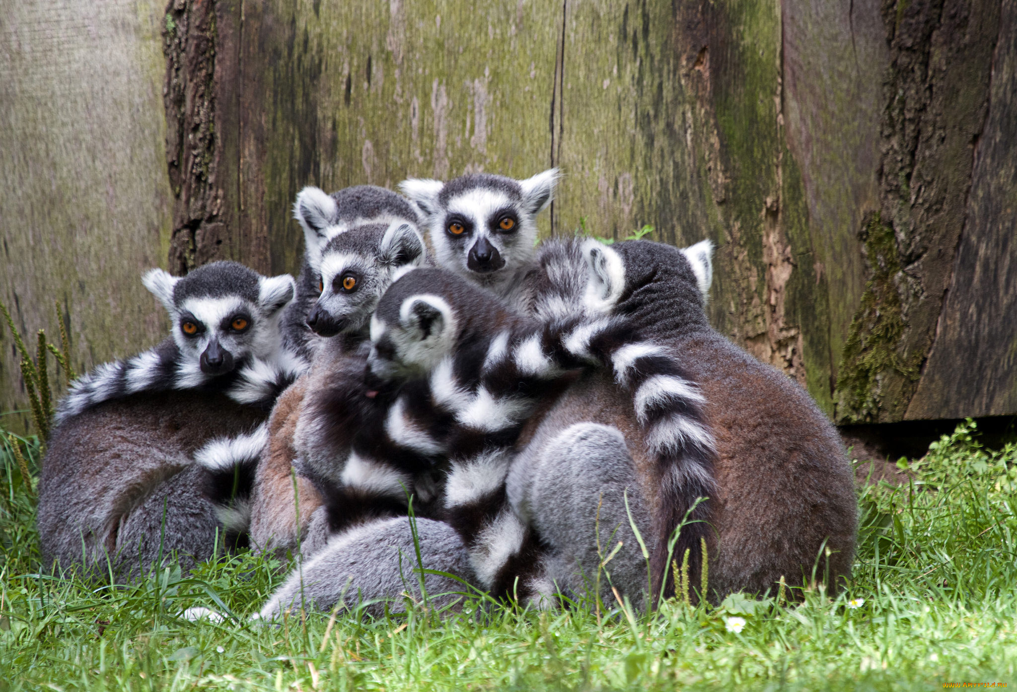 лемуры, животные, природа, трава, животное, много