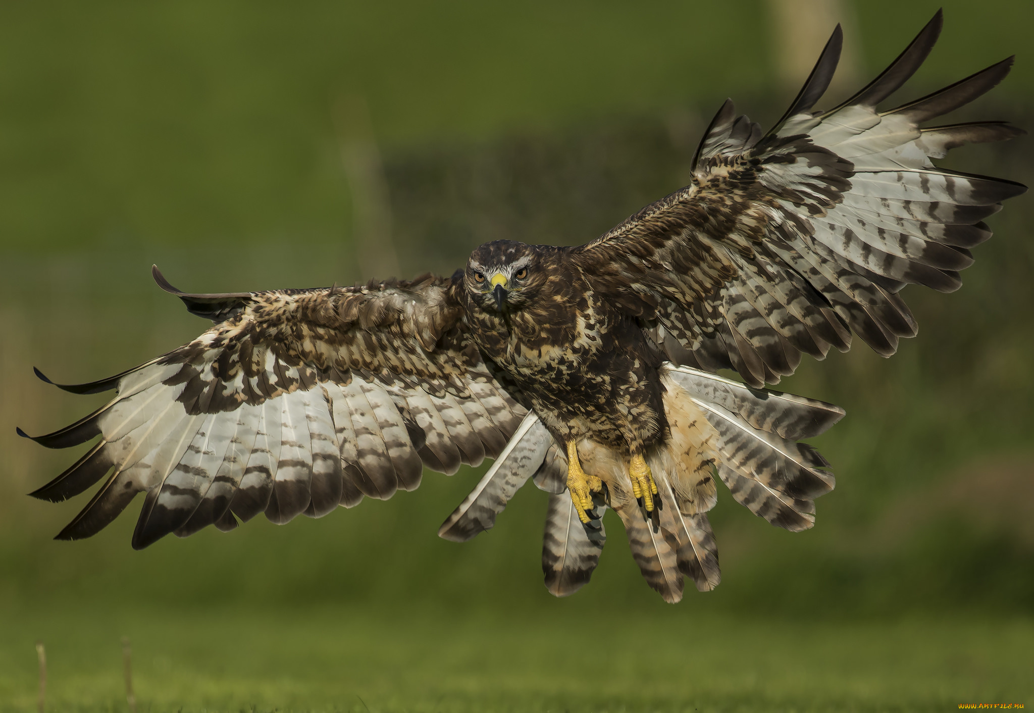 животные, птицы, -, хищники, птица