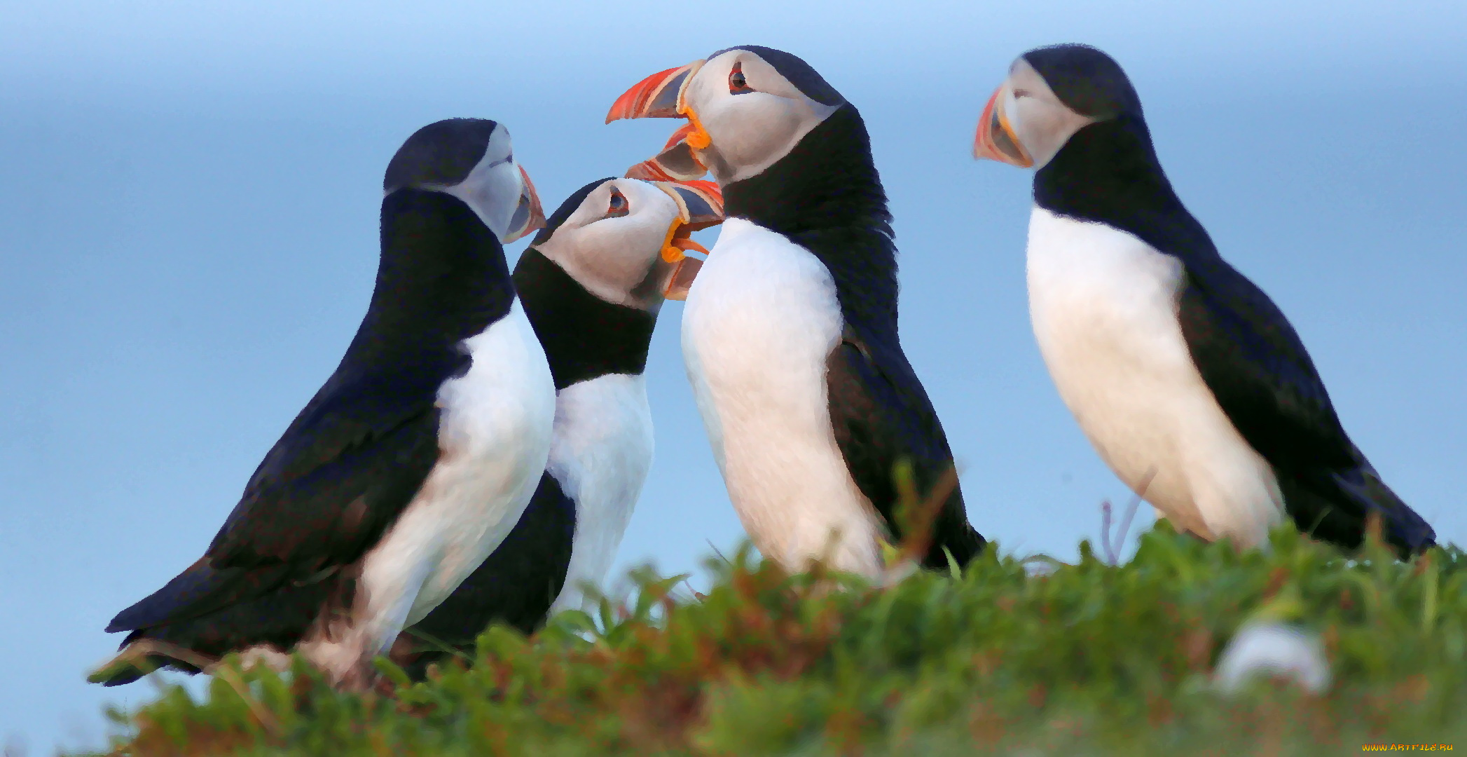 разное, компьютерный, дизайн, птица, перья, окрас, тупик