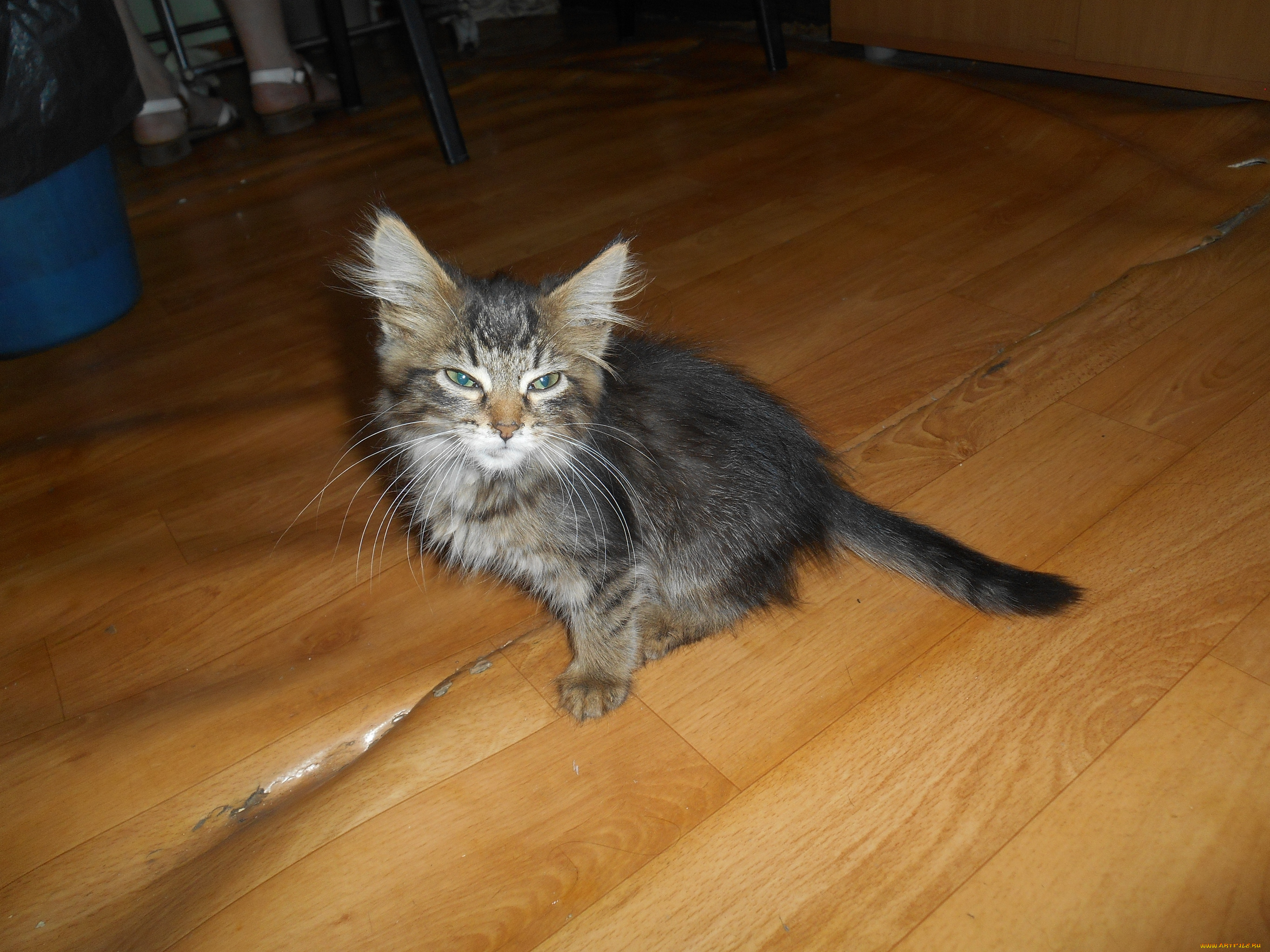 котейко, животные, коты, кошки