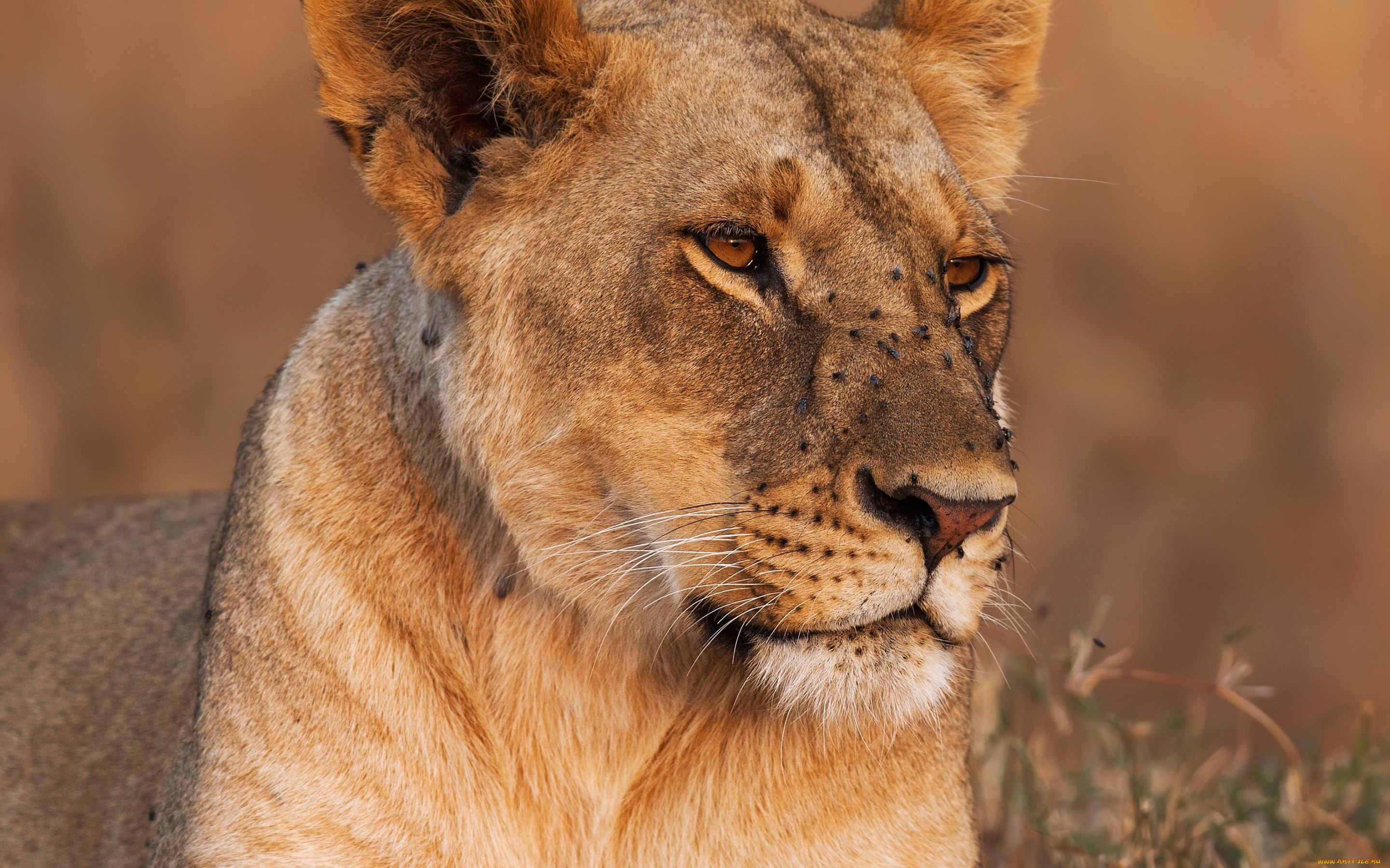 животные, львы, крупный, план, львица, фон, трава, хищник, боке, морда