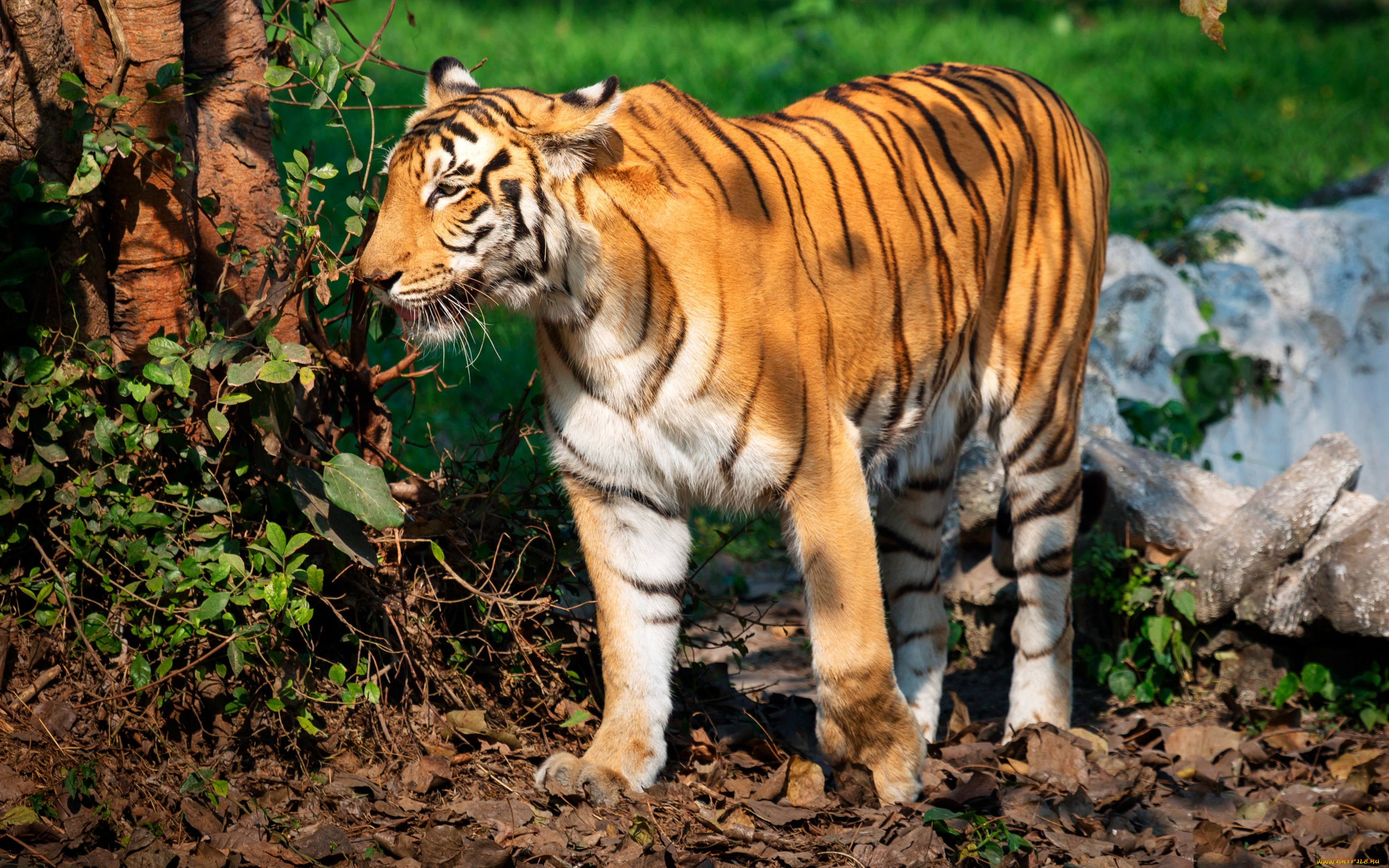 животные, тигры, листья, ветки, хищник, полосатый, деревья, камни, зелень, тигр, трава, солнце