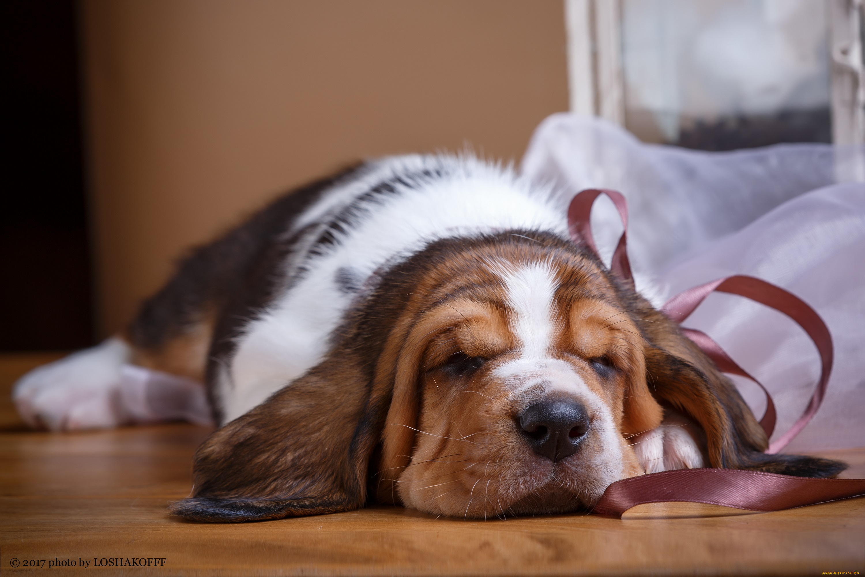 животные, собаки, фон, ткань, пес, щенок