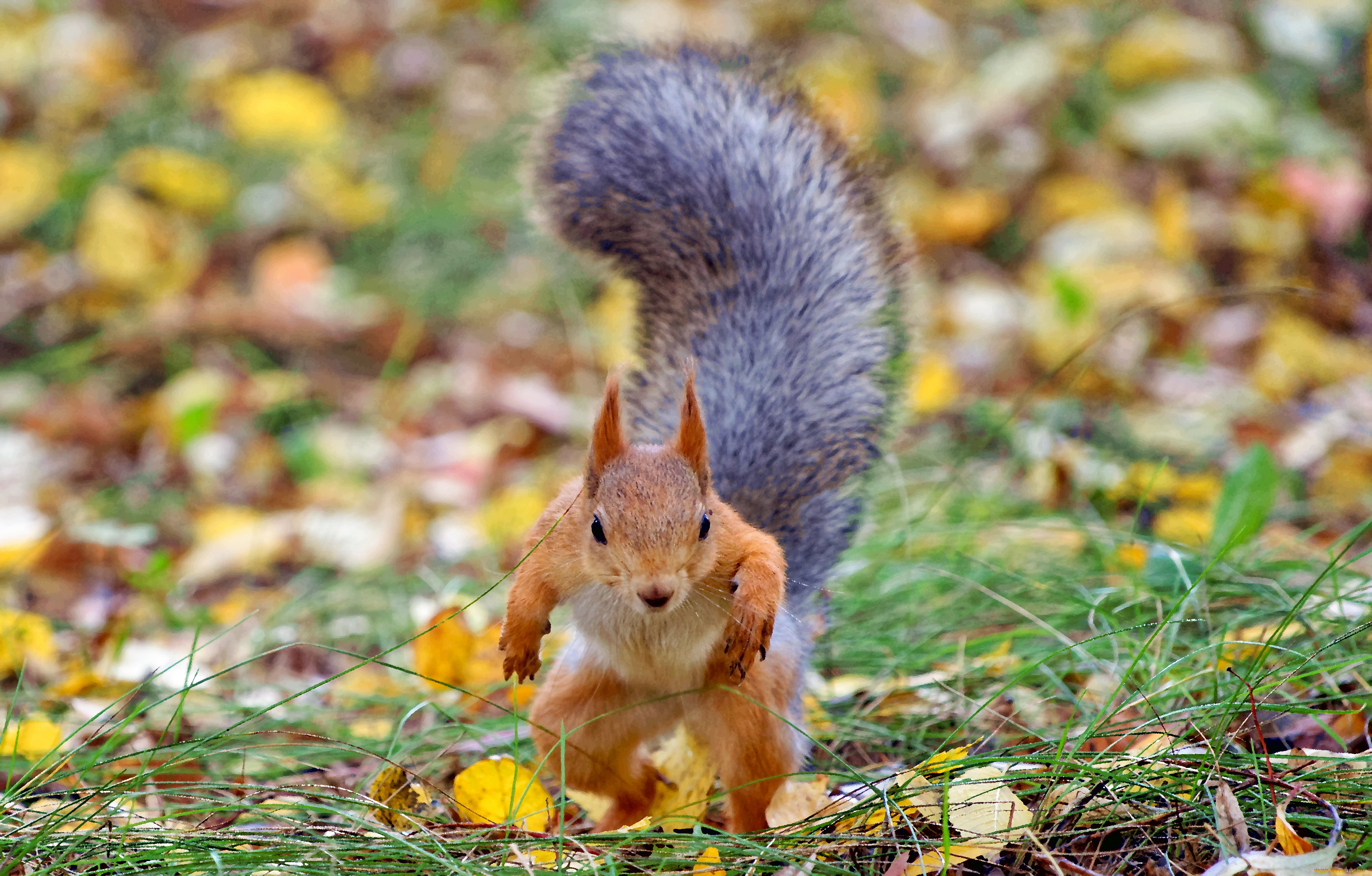 разное, компьютерный, дизайн, белка, осень, парк, юмор