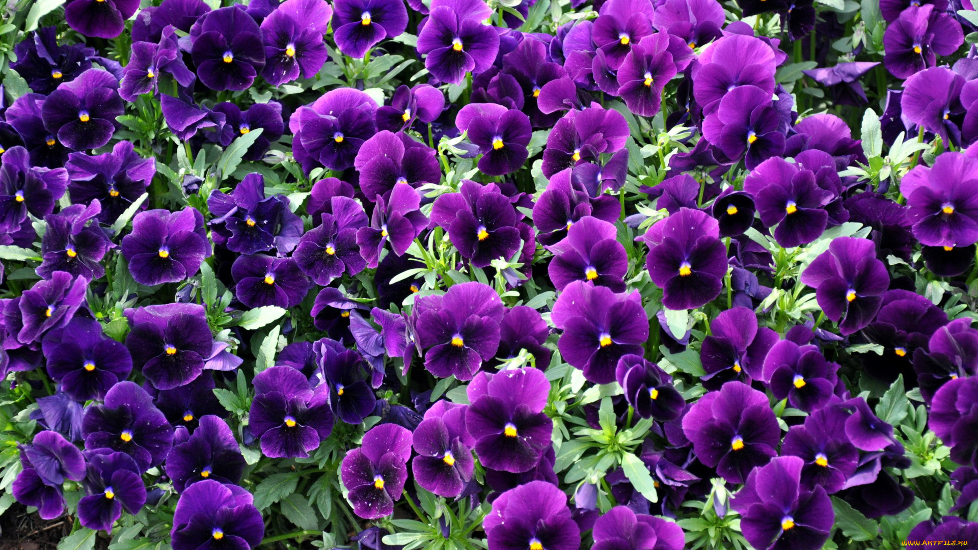 цветы, анютины, глазки, , садовые, фиалки, много