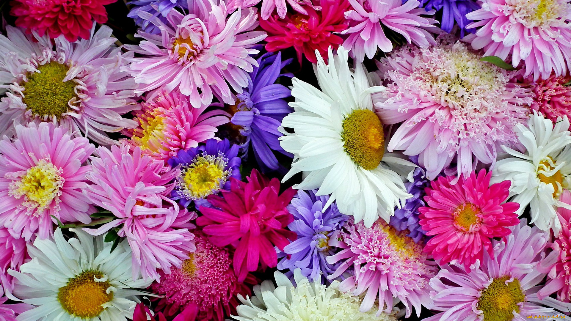 цветы, астры, цветение, лето