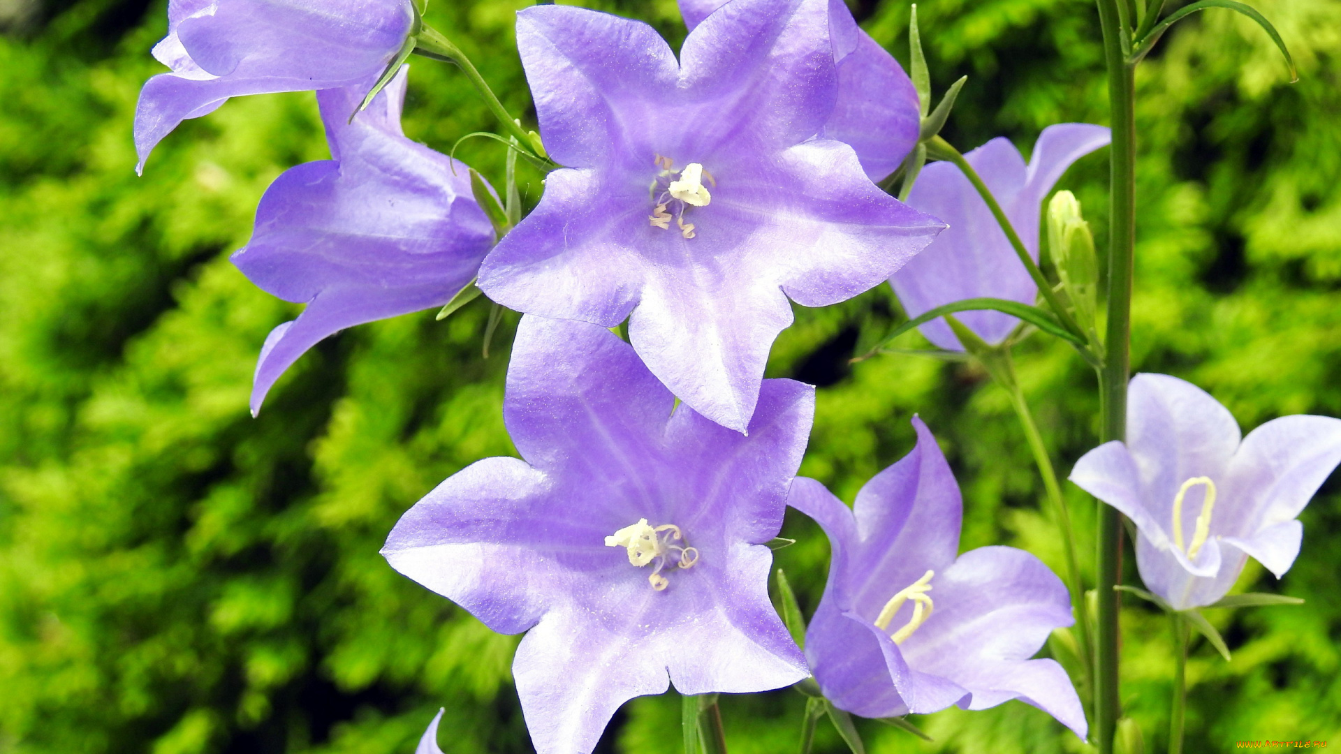 цветы, колокольчики, лиловый