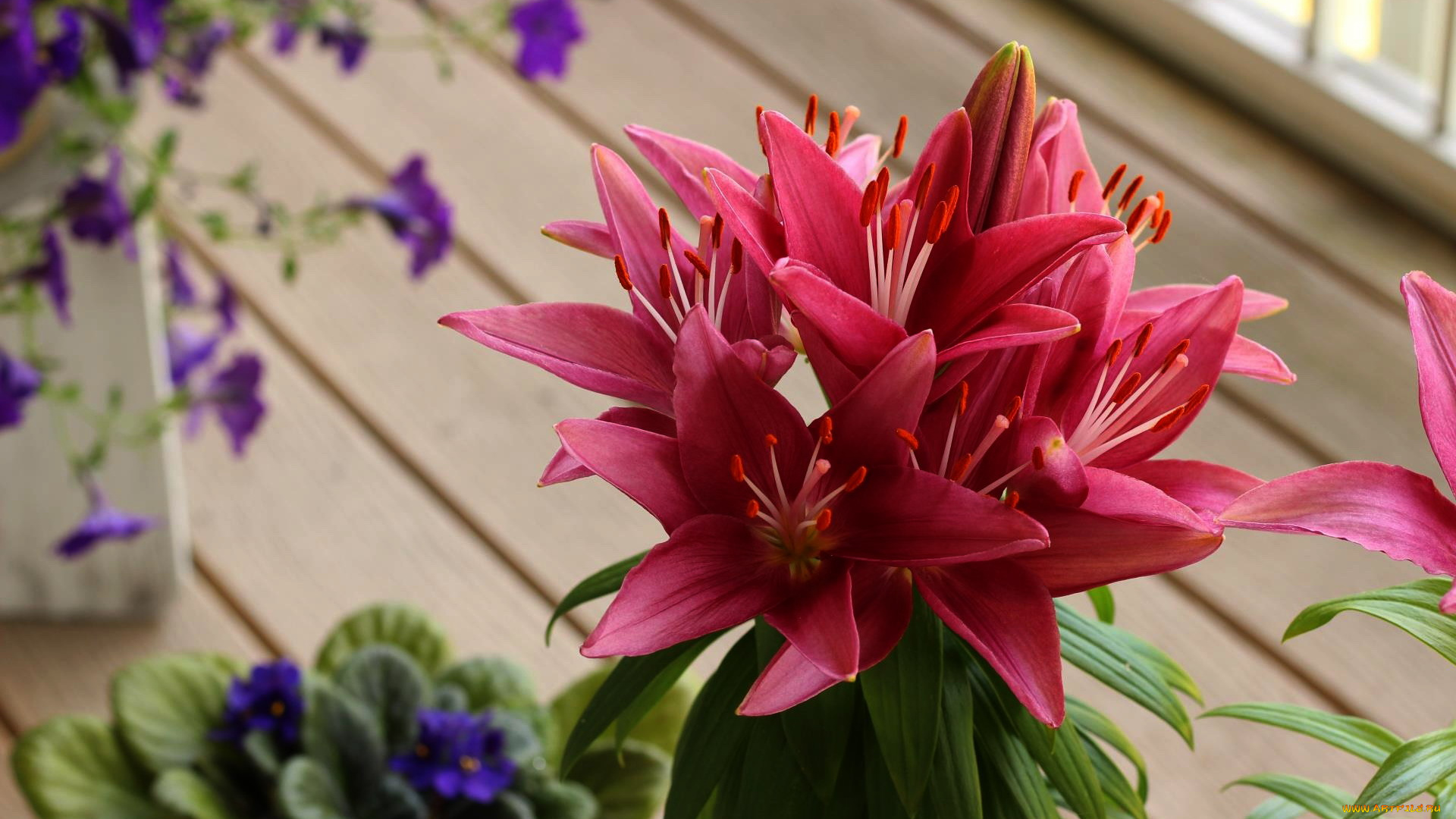 цветы, лилии, , лилейники, розовый