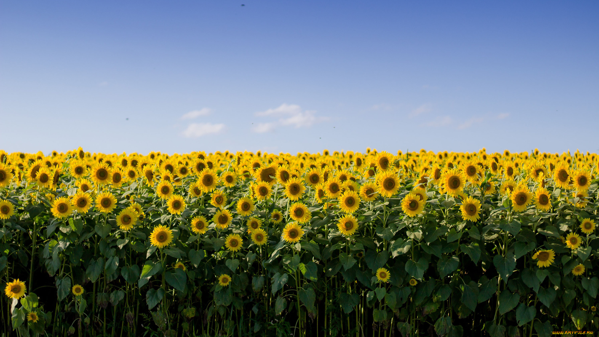 цветы, подсолнухи, поле