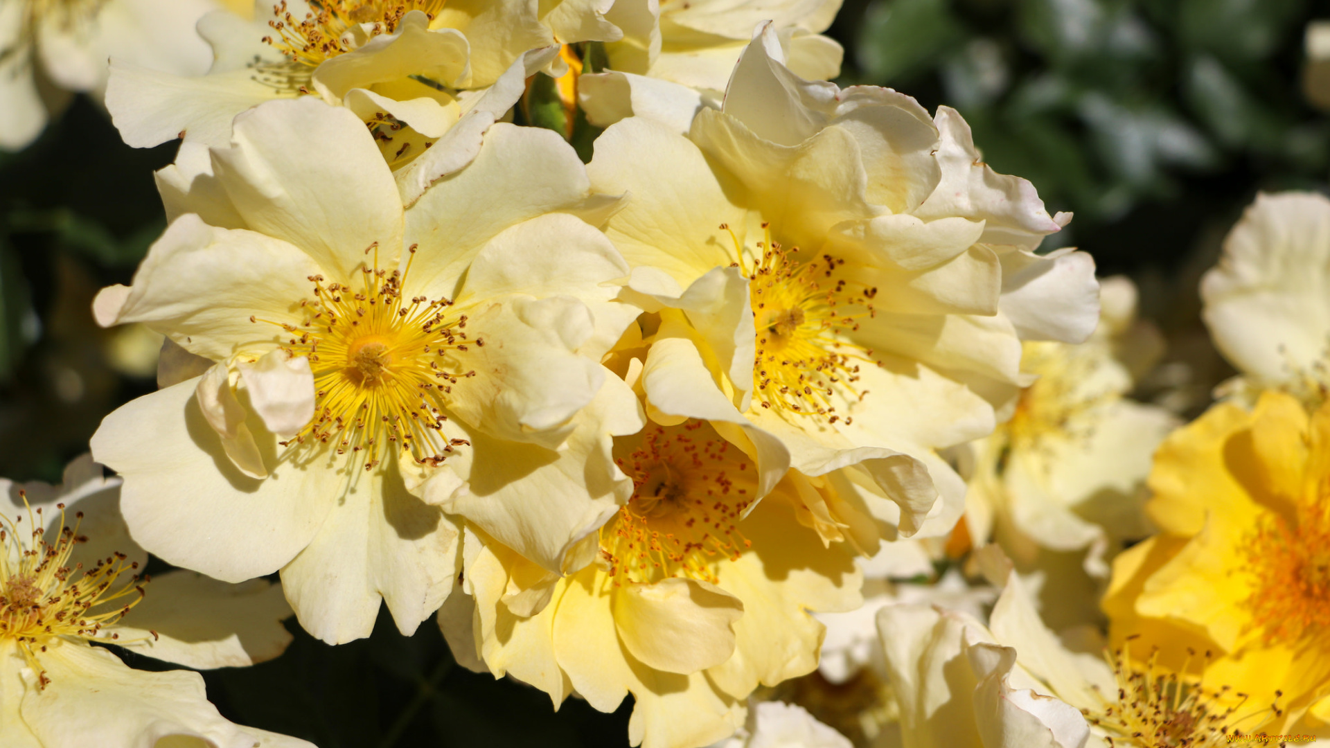 цветы, розы, цветение