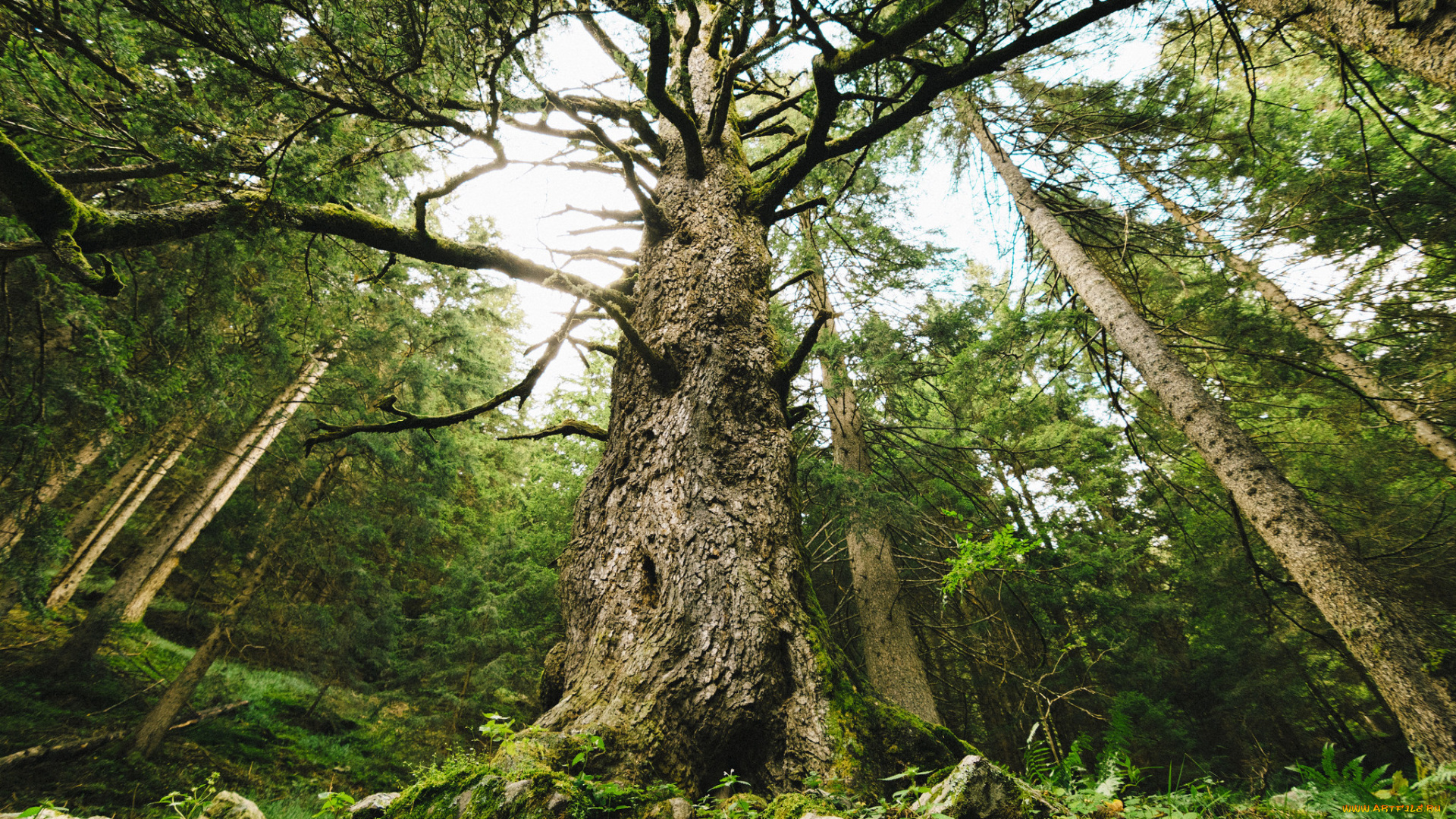 природа, деревья, простор