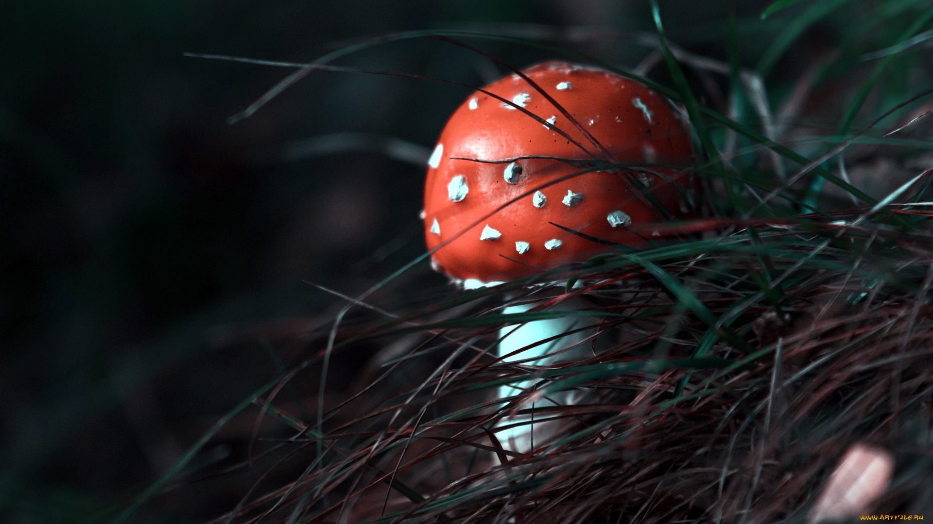 природа, грибы, , мухомор, мухомор