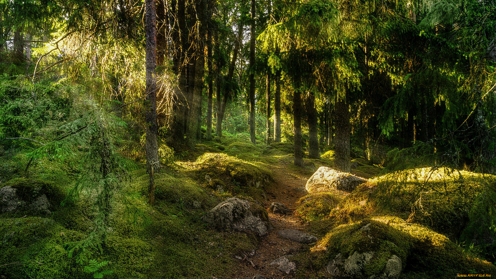 природа, лес, простор