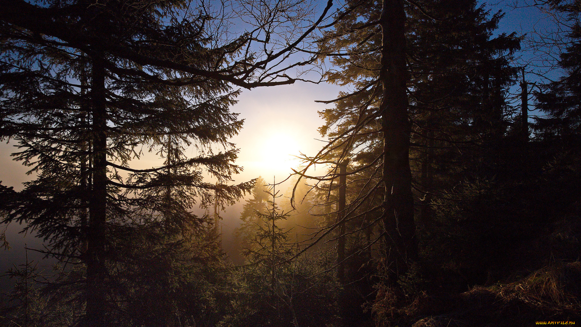 природа, лес, простор