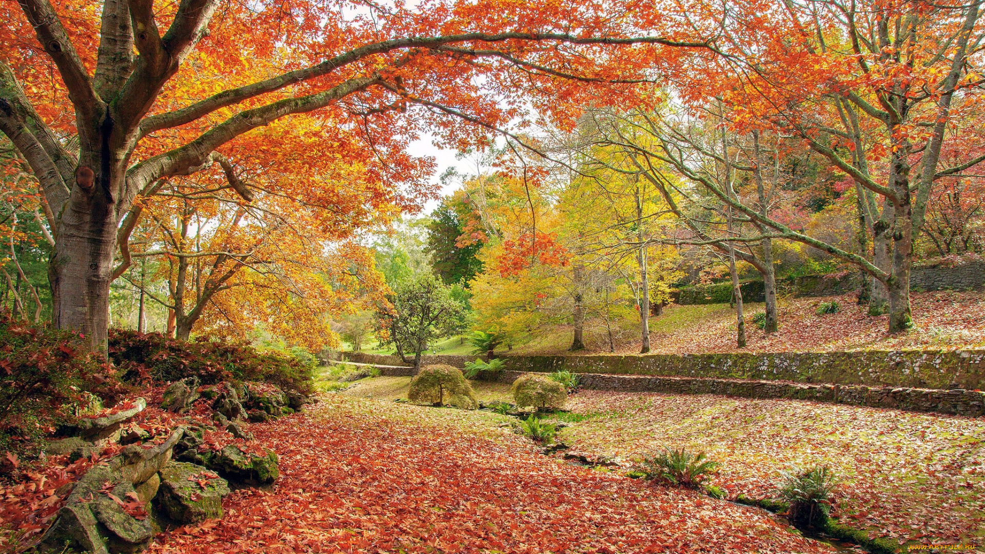 природа, парк, осень, листопад