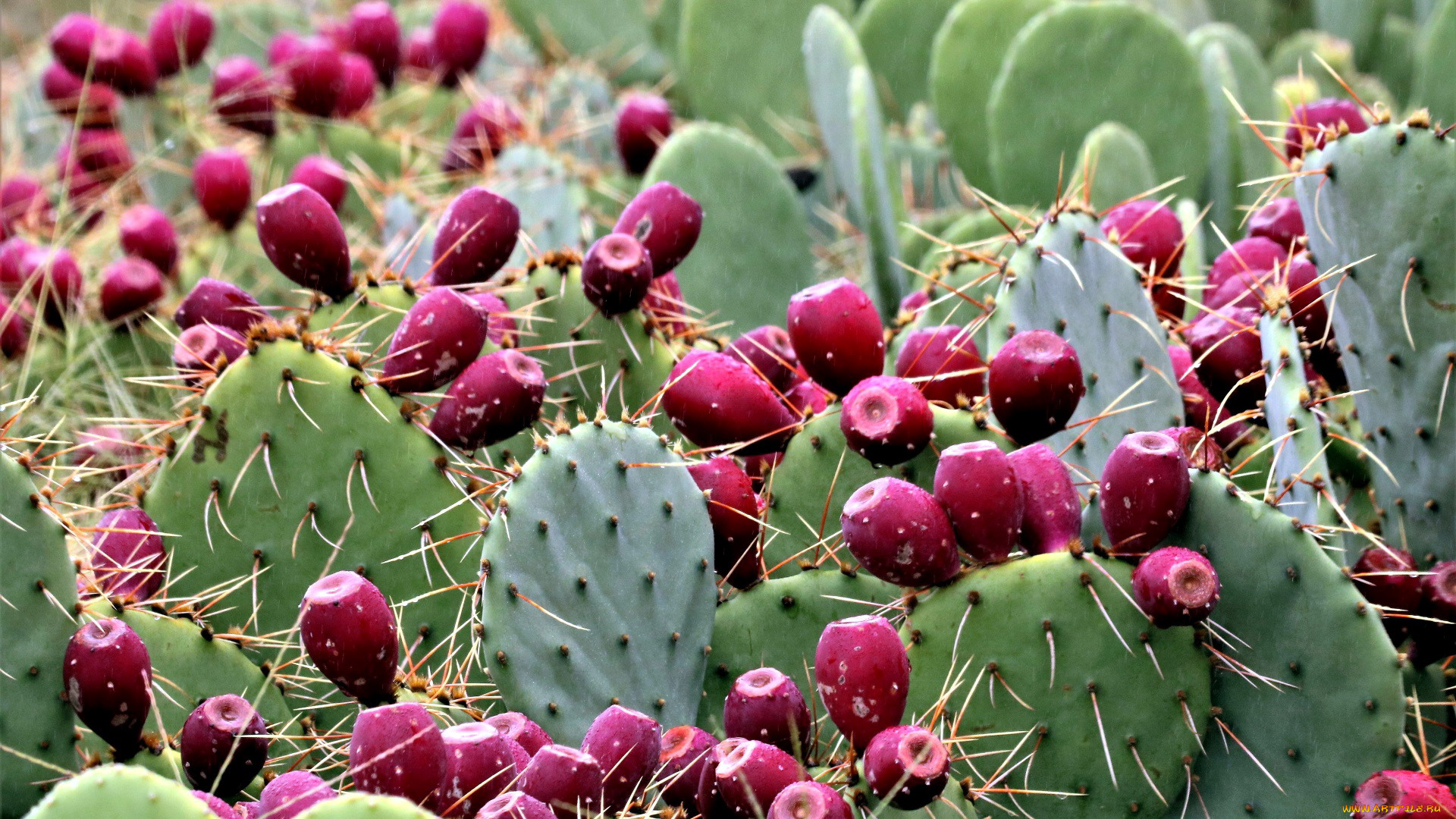 природа, плоды, кактус
