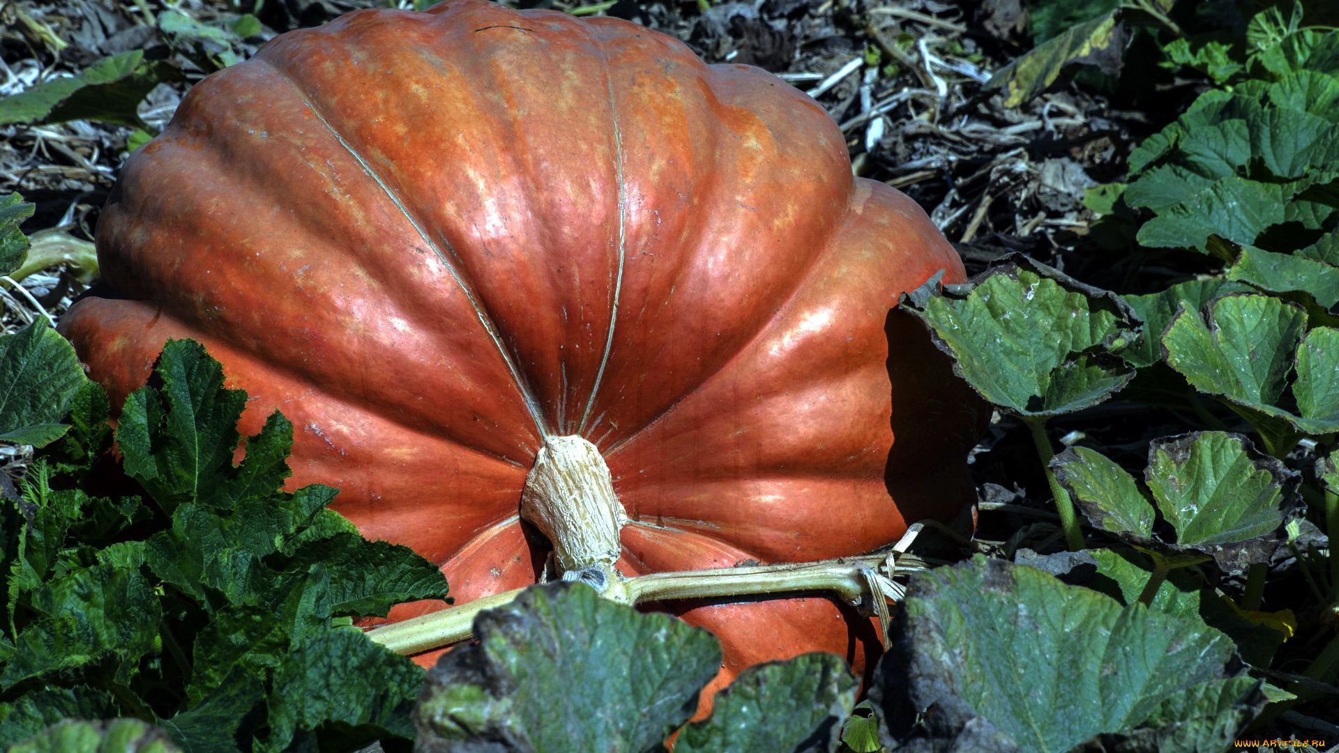 природа, плоды, тыква