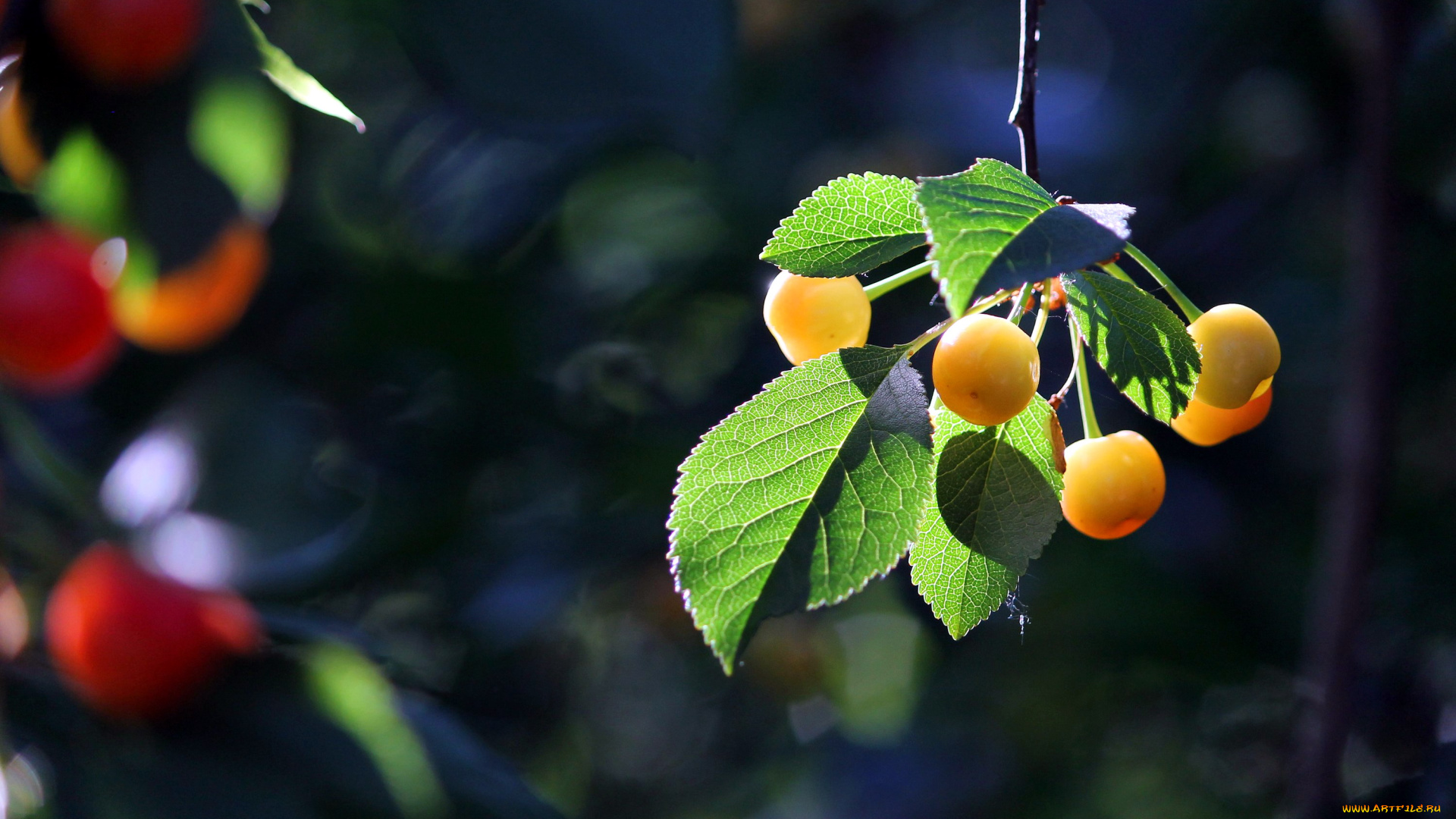 природа, Ягоды, вишня