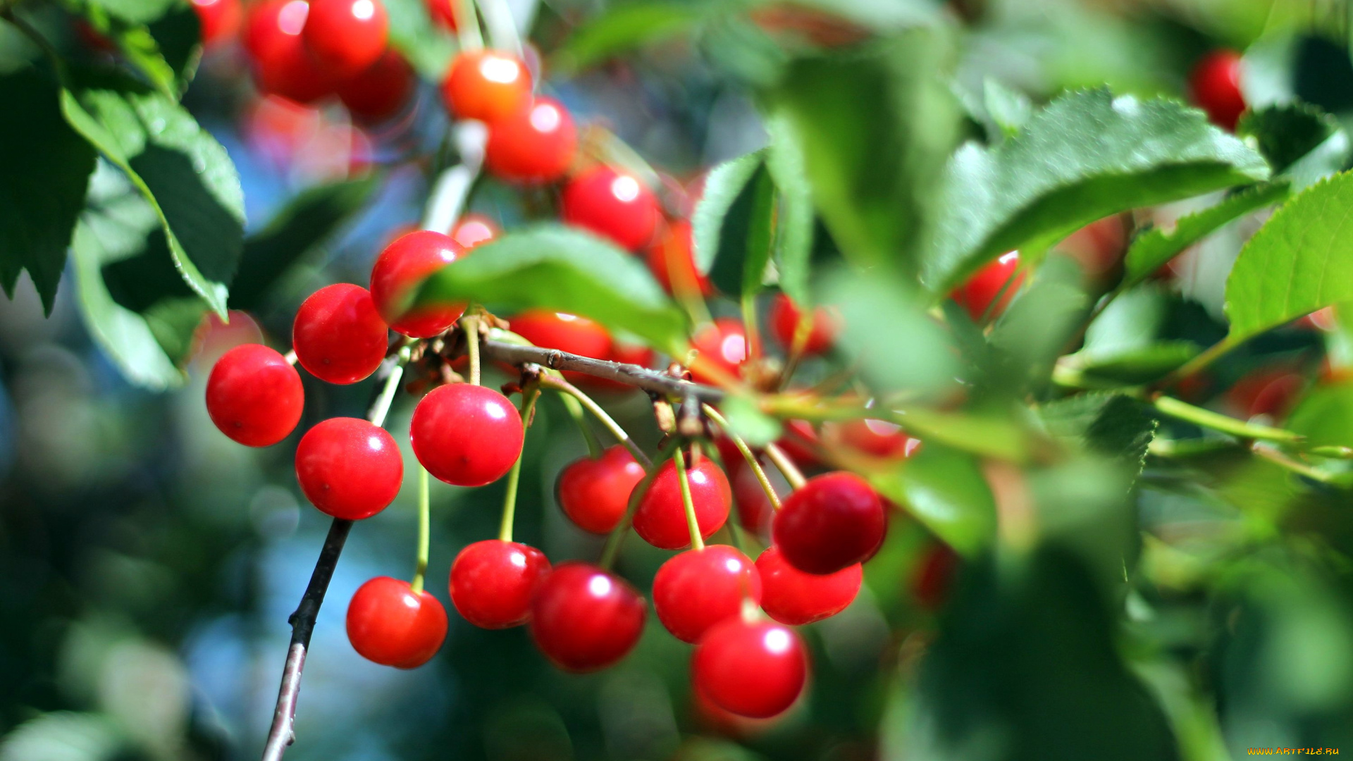 природа, Ягоды, вишня