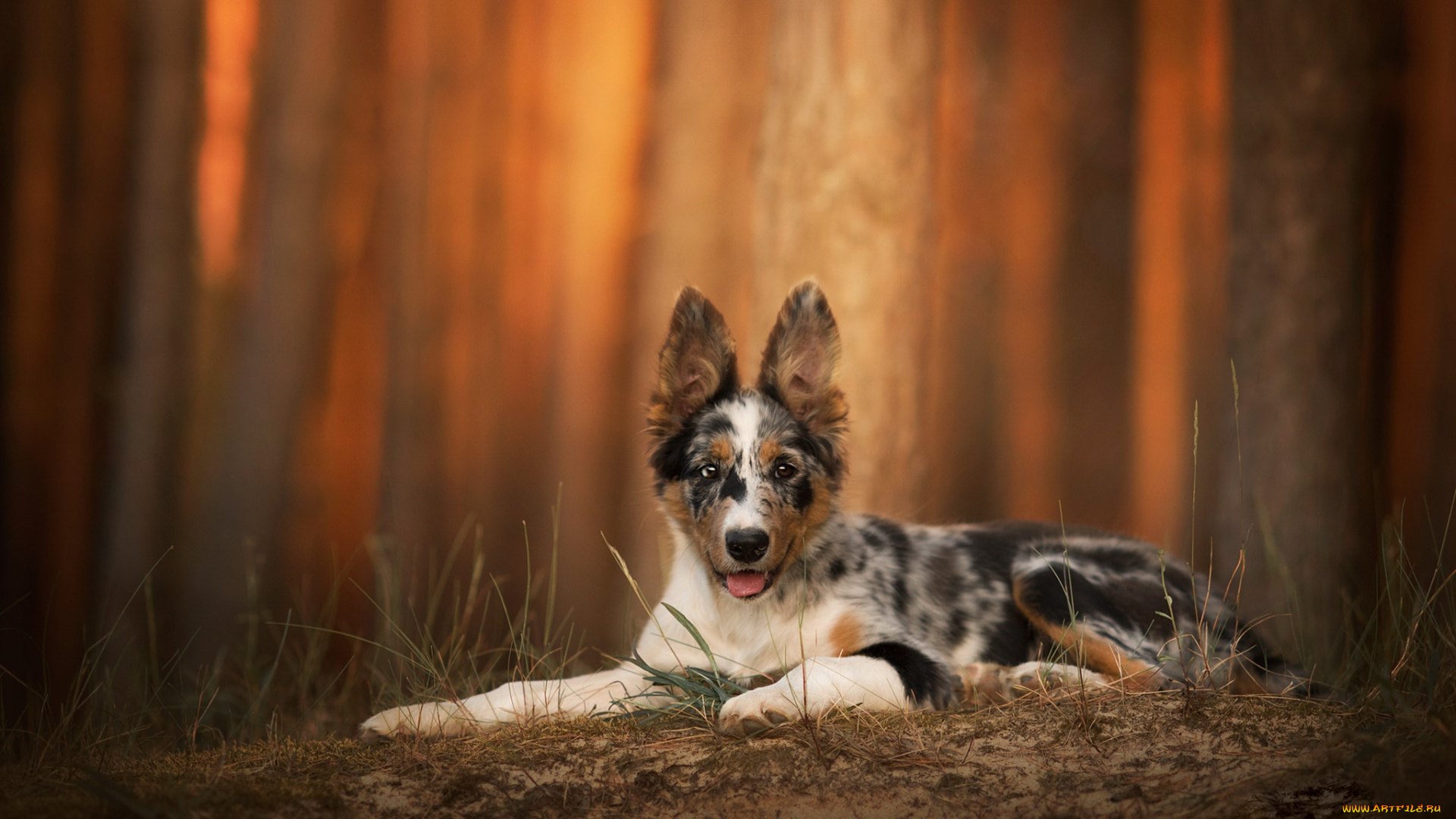 животные, собаки, фон, природа, собака