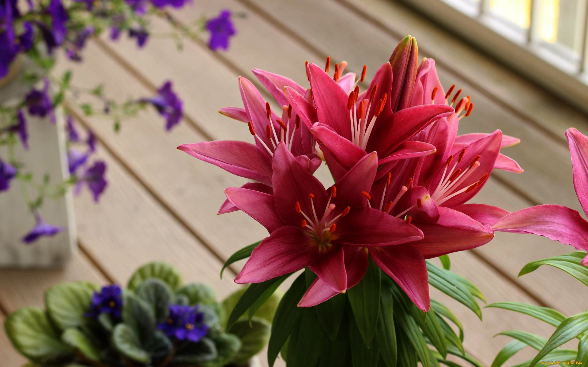 цветы, лилии, , лилейники, розовый